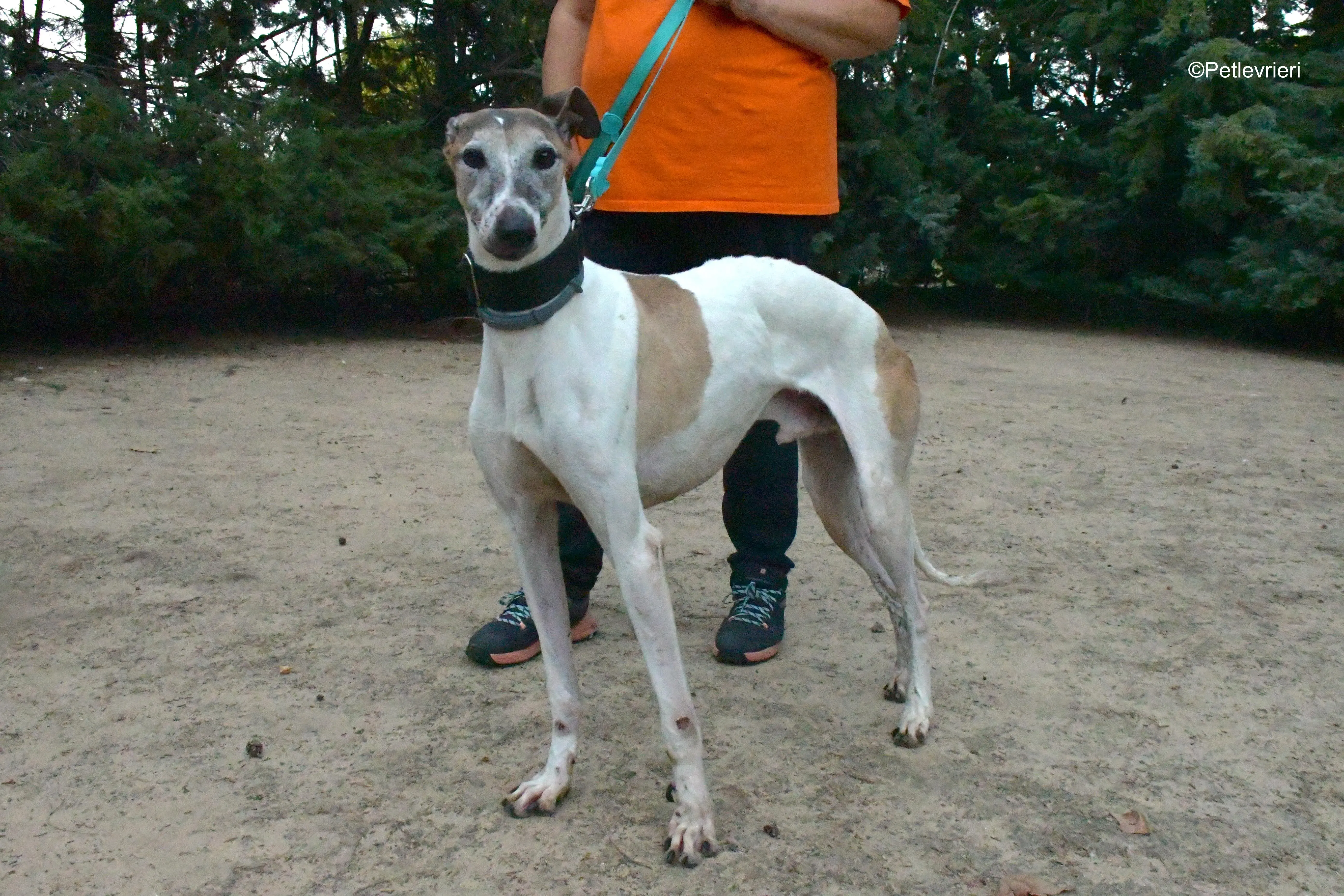 bobby adozione levrieri galgo 9