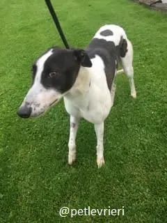 bolt adozione greyhound 1