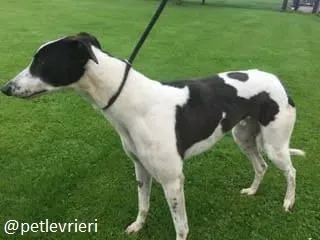 bolt adozione greyhound 2