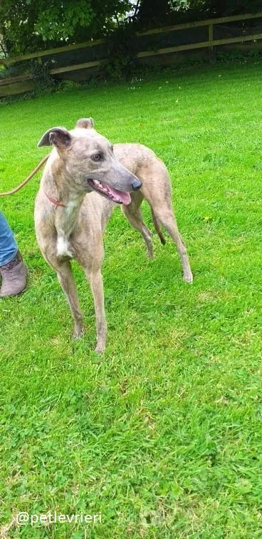 bolt adozione greyhound 4