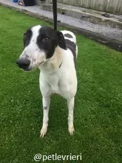 bolt adozione greyhound