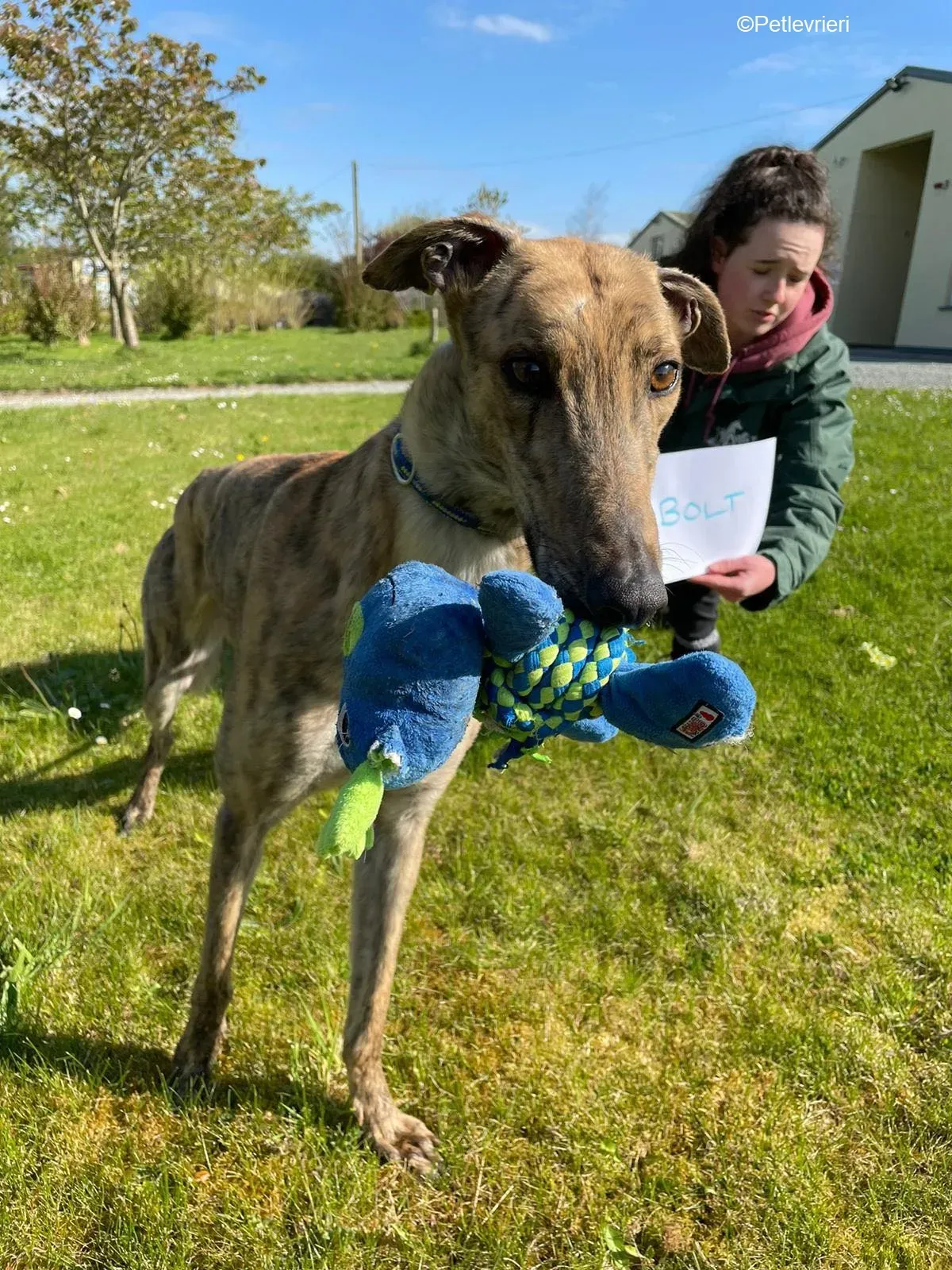 bolt adozione levrieri greyhound 1