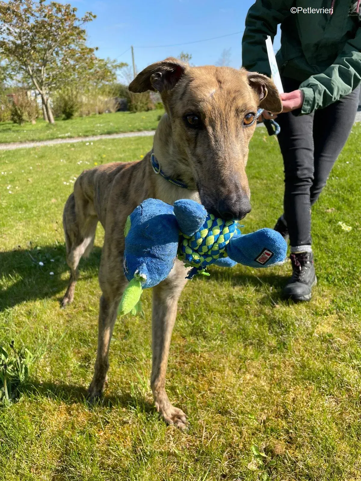 bolt adozione levrieri greyhound 2