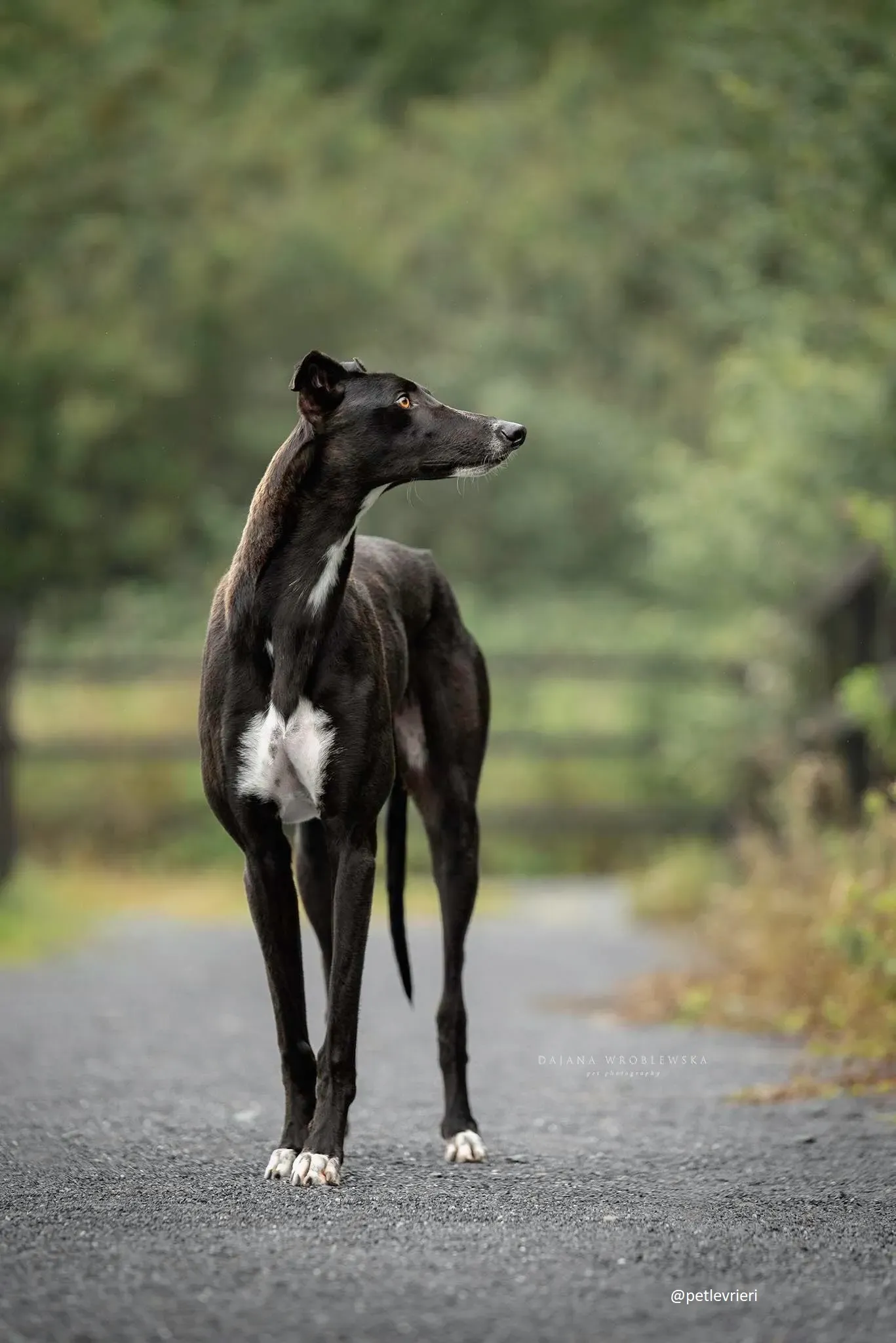 bomber adozione greyhound 1