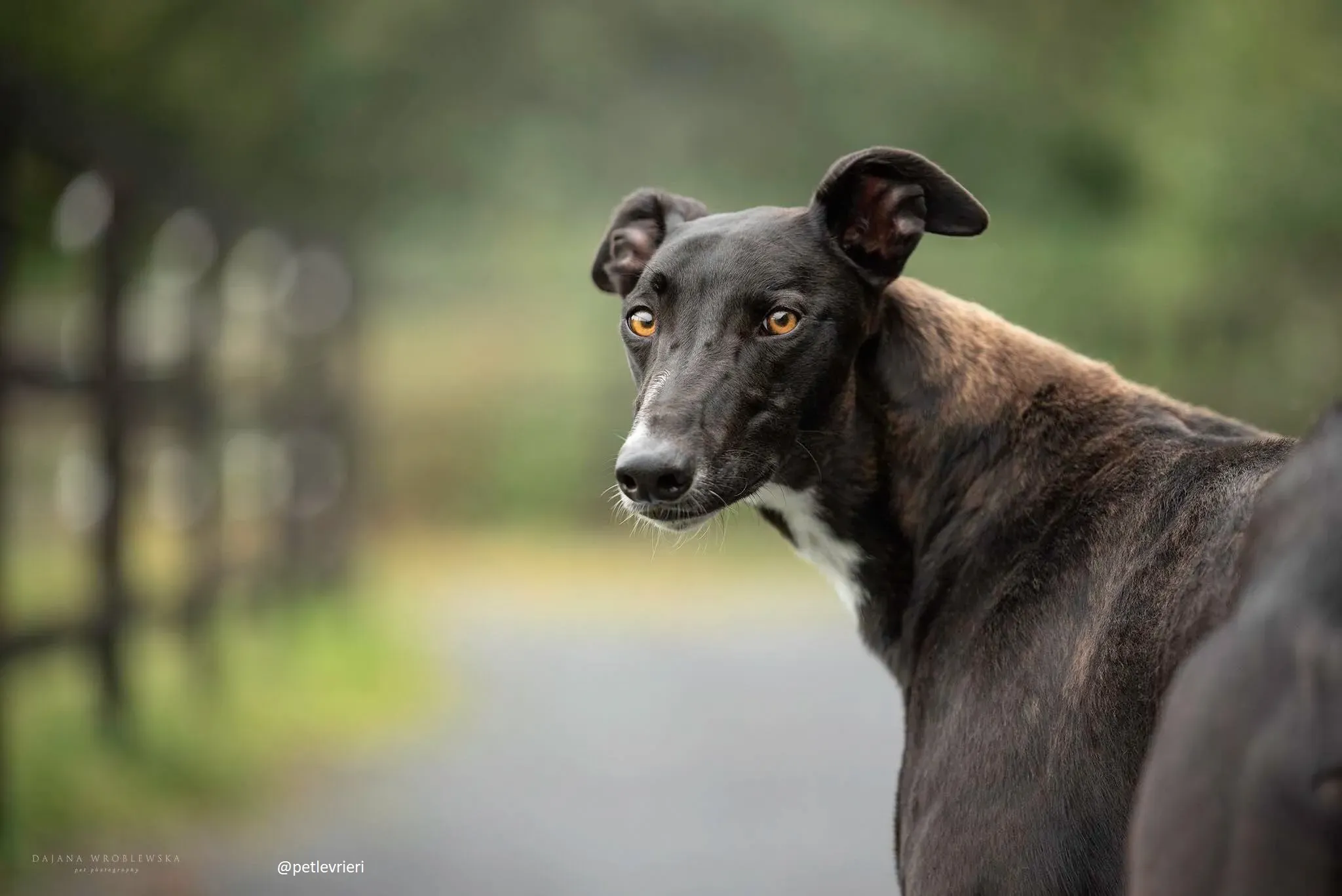 bomber adozione greyhound 2