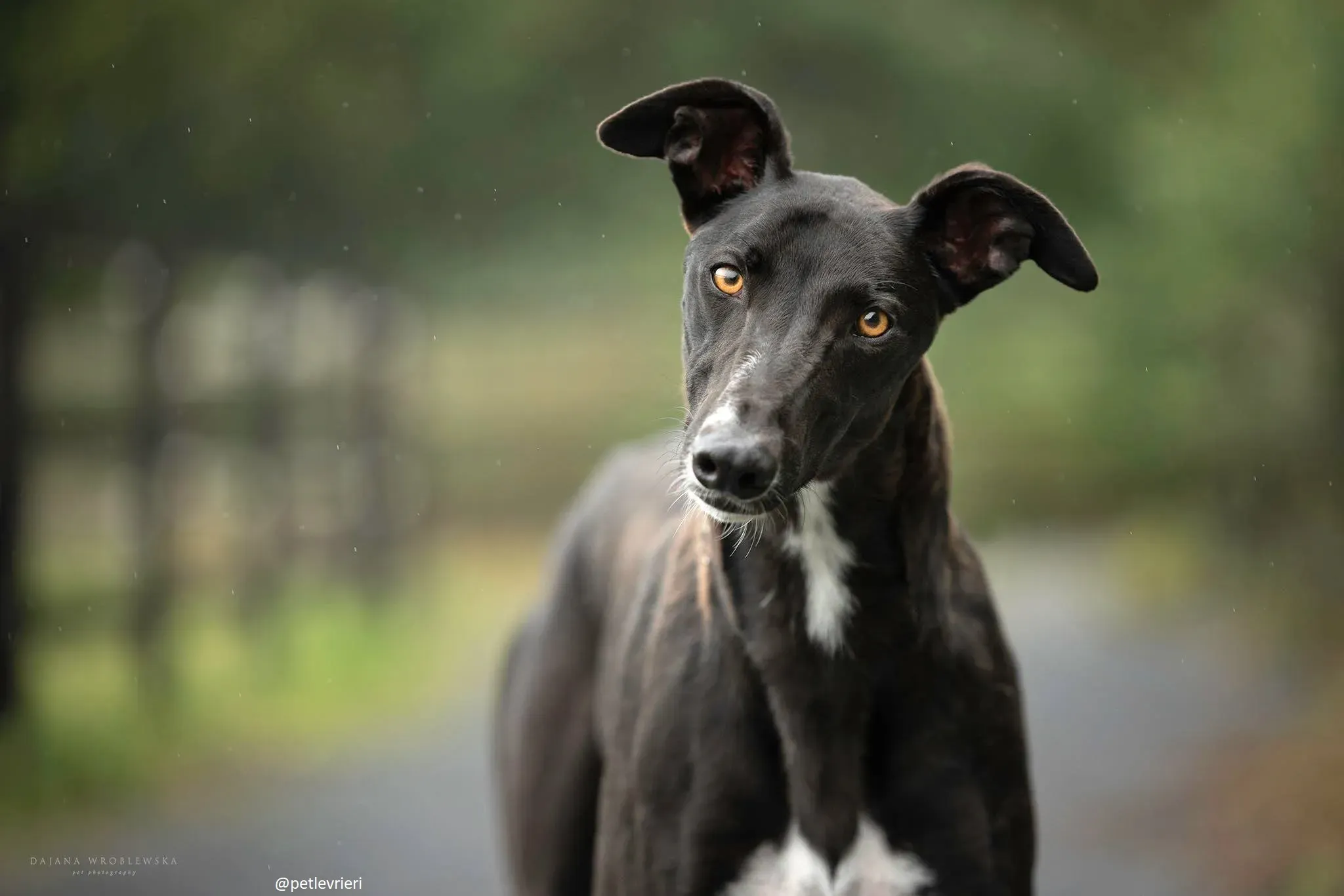 bomber adozione greyhound