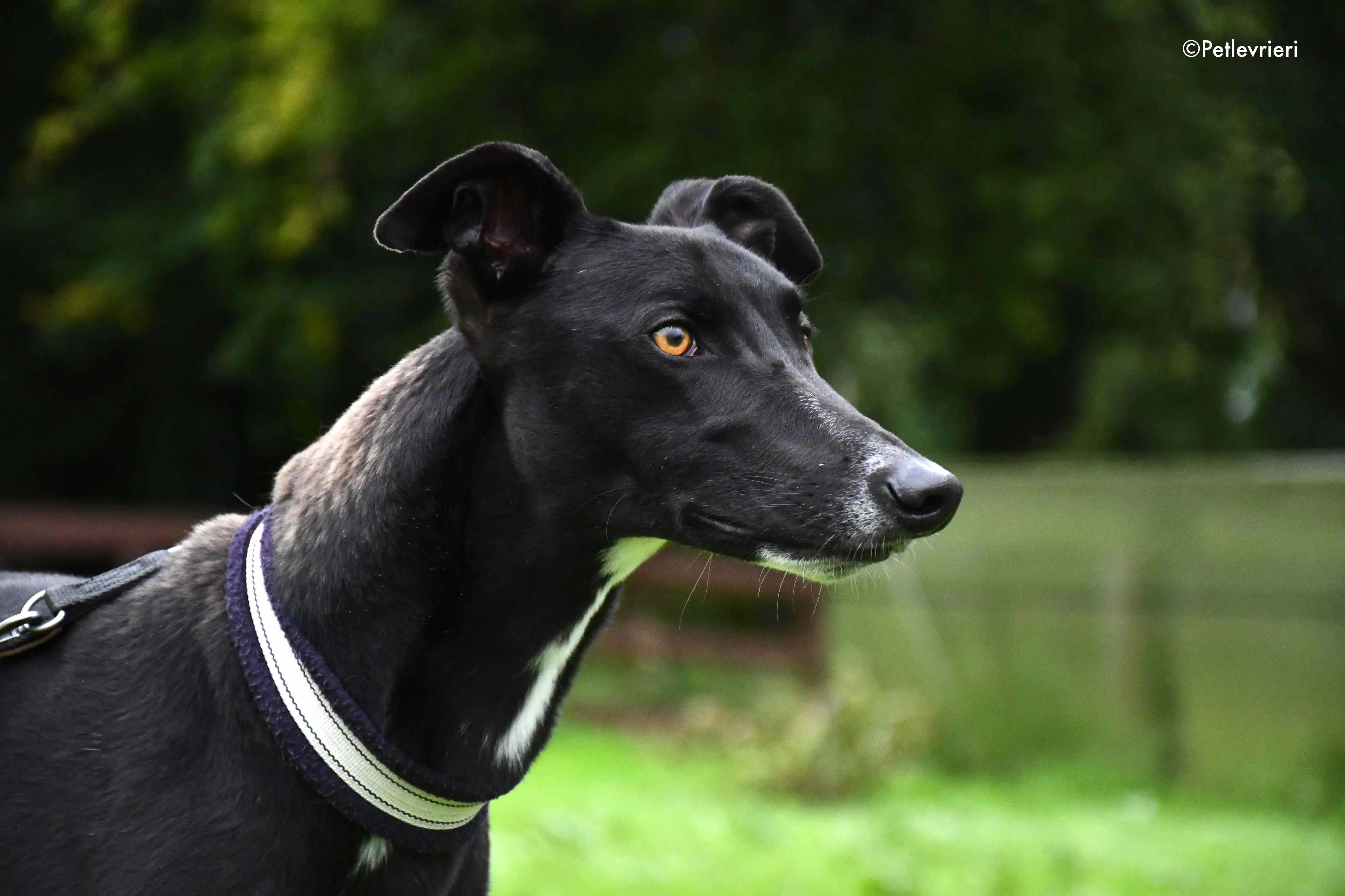 bomber adozione levrieri greyhound 1