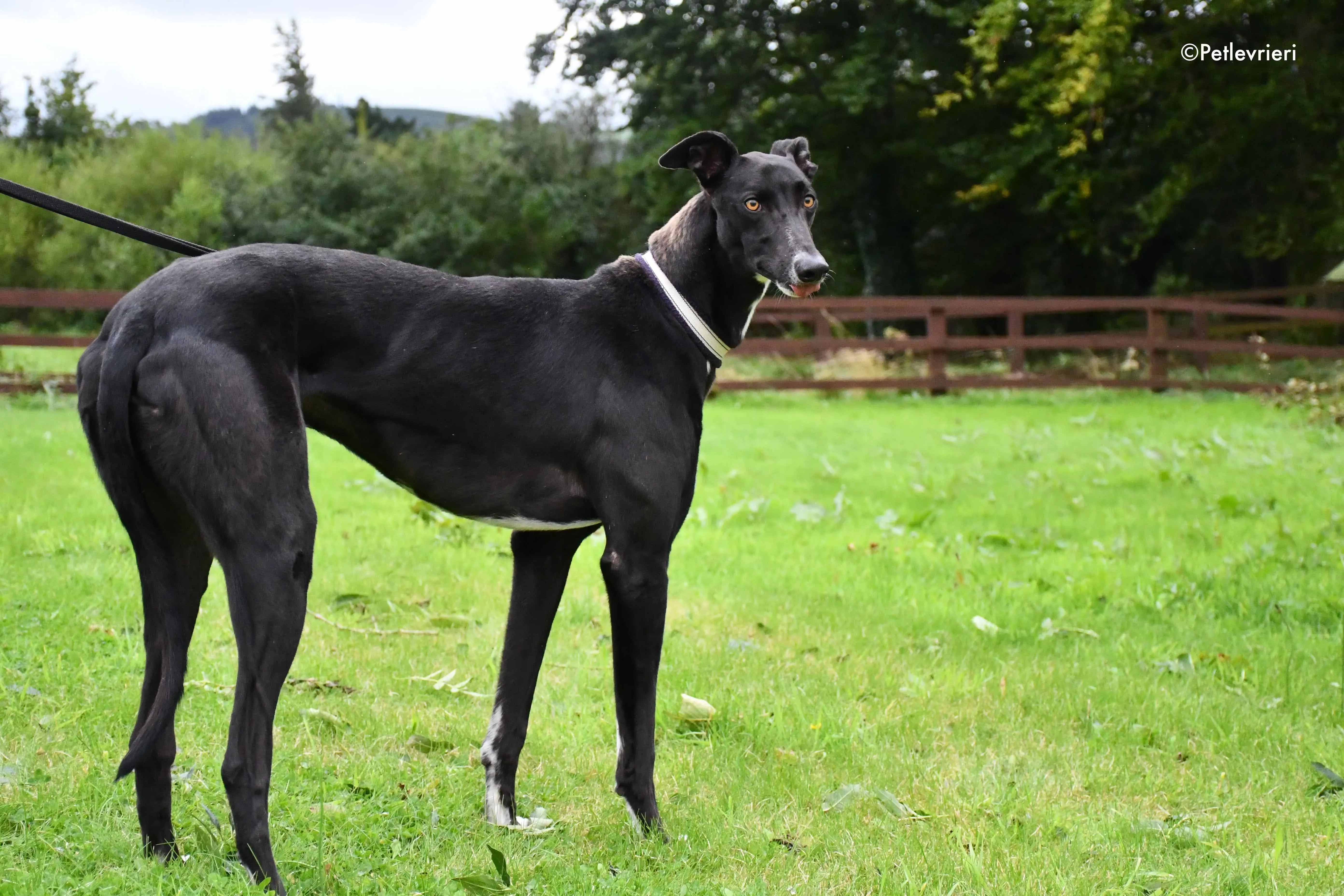 bomber adozione levrieri greyhound 2