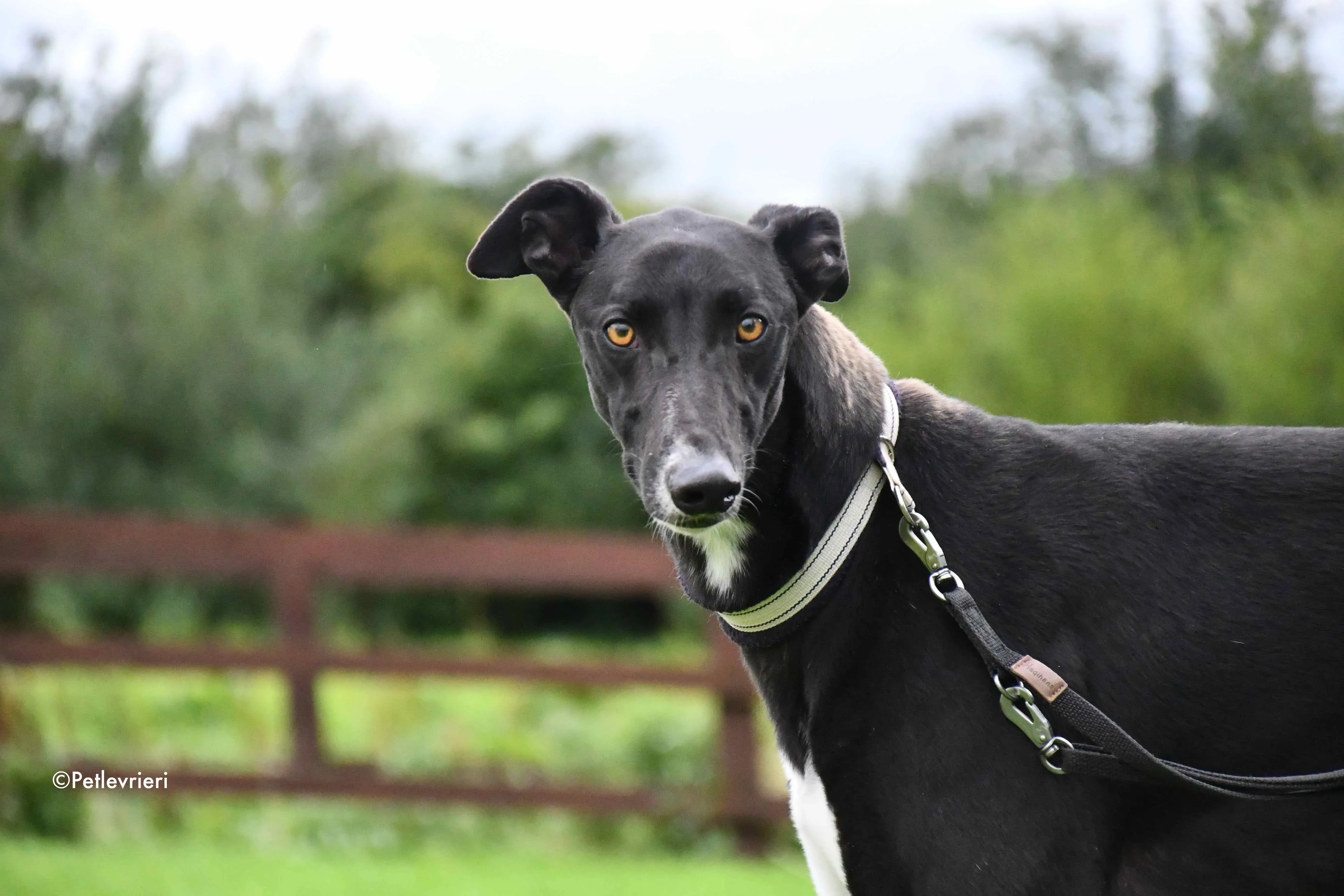 bomber adozione levrieri greyhound 3