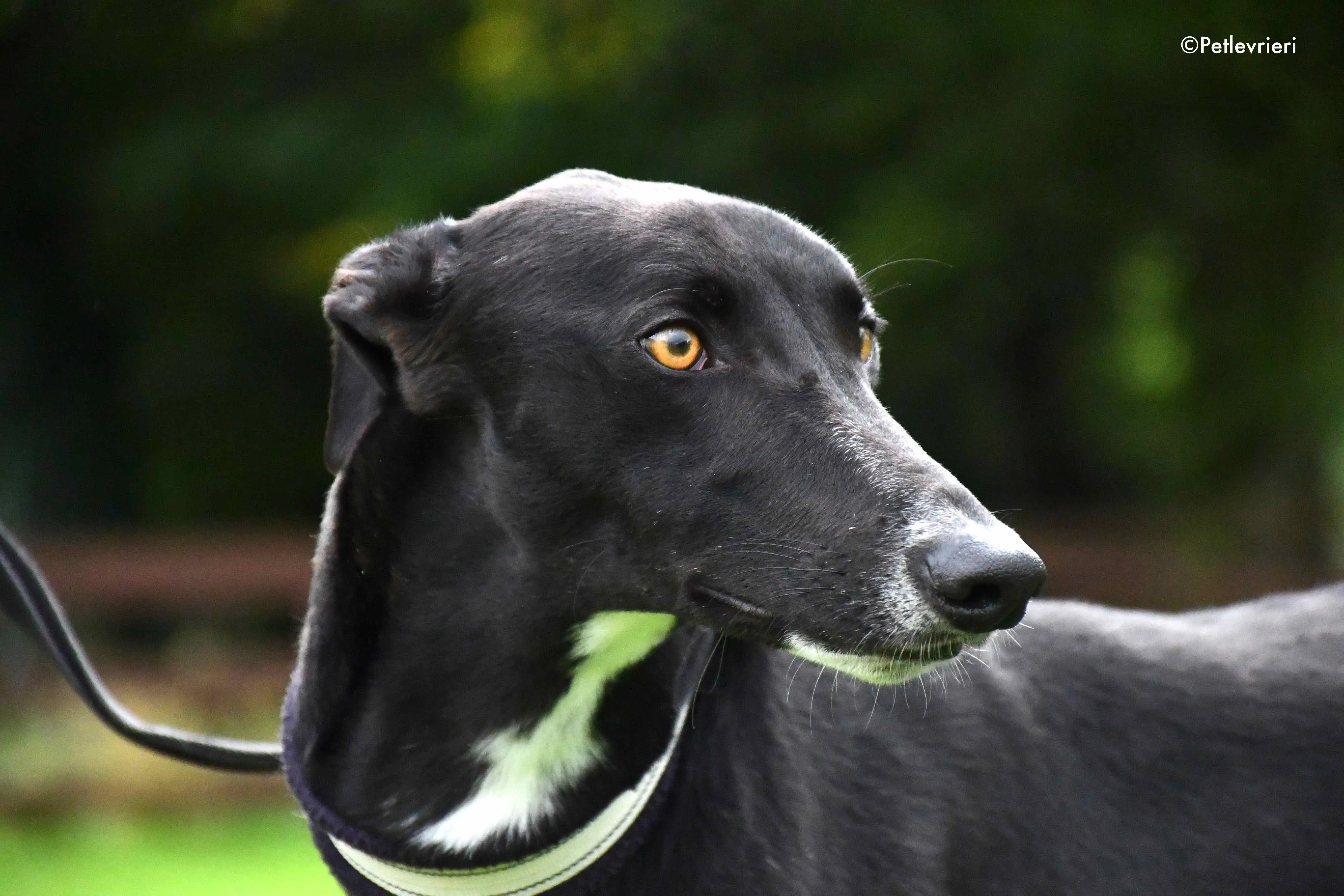 bomber adozione levrieri greyhound 4