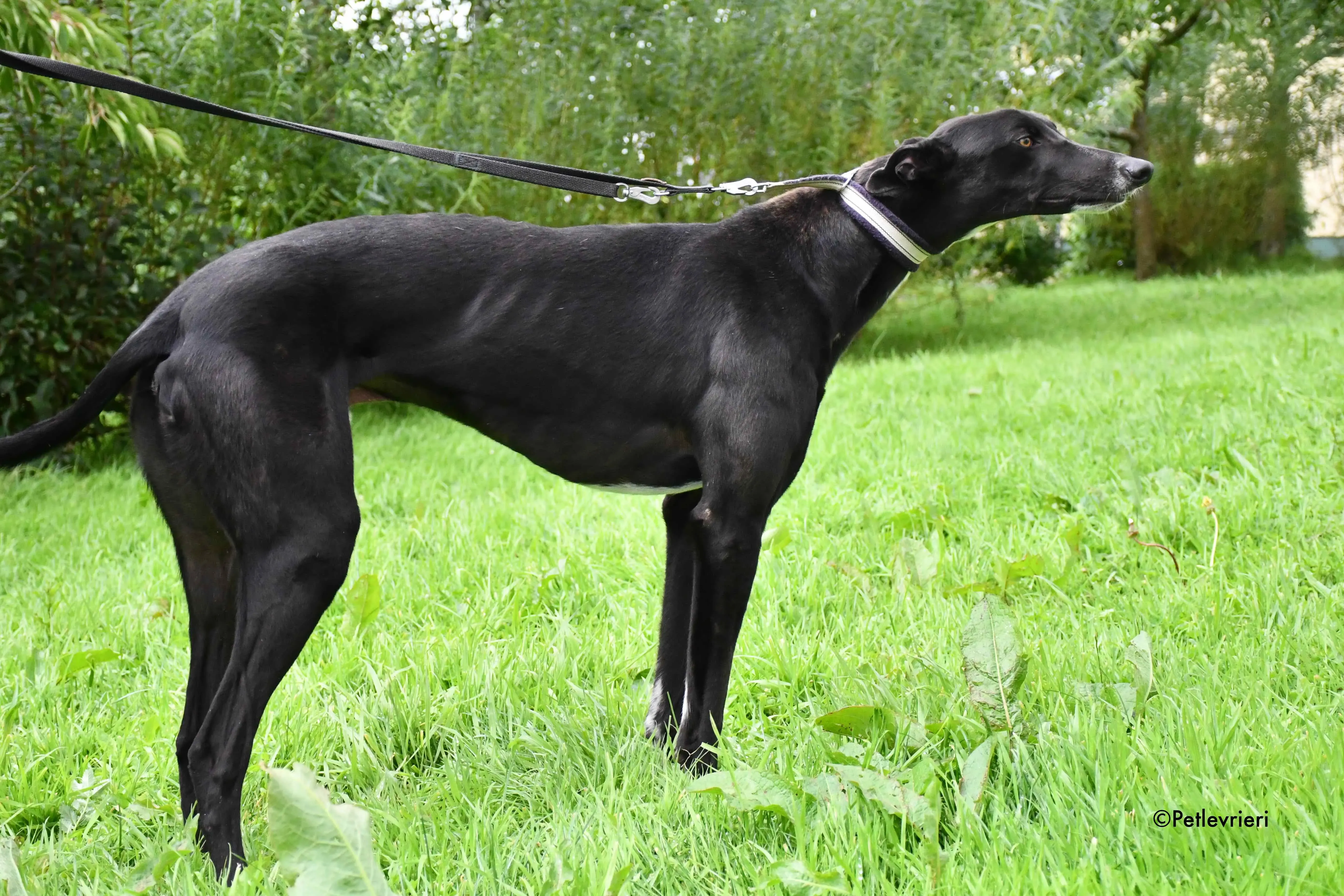 bomber adozione levrieri greyhound 5