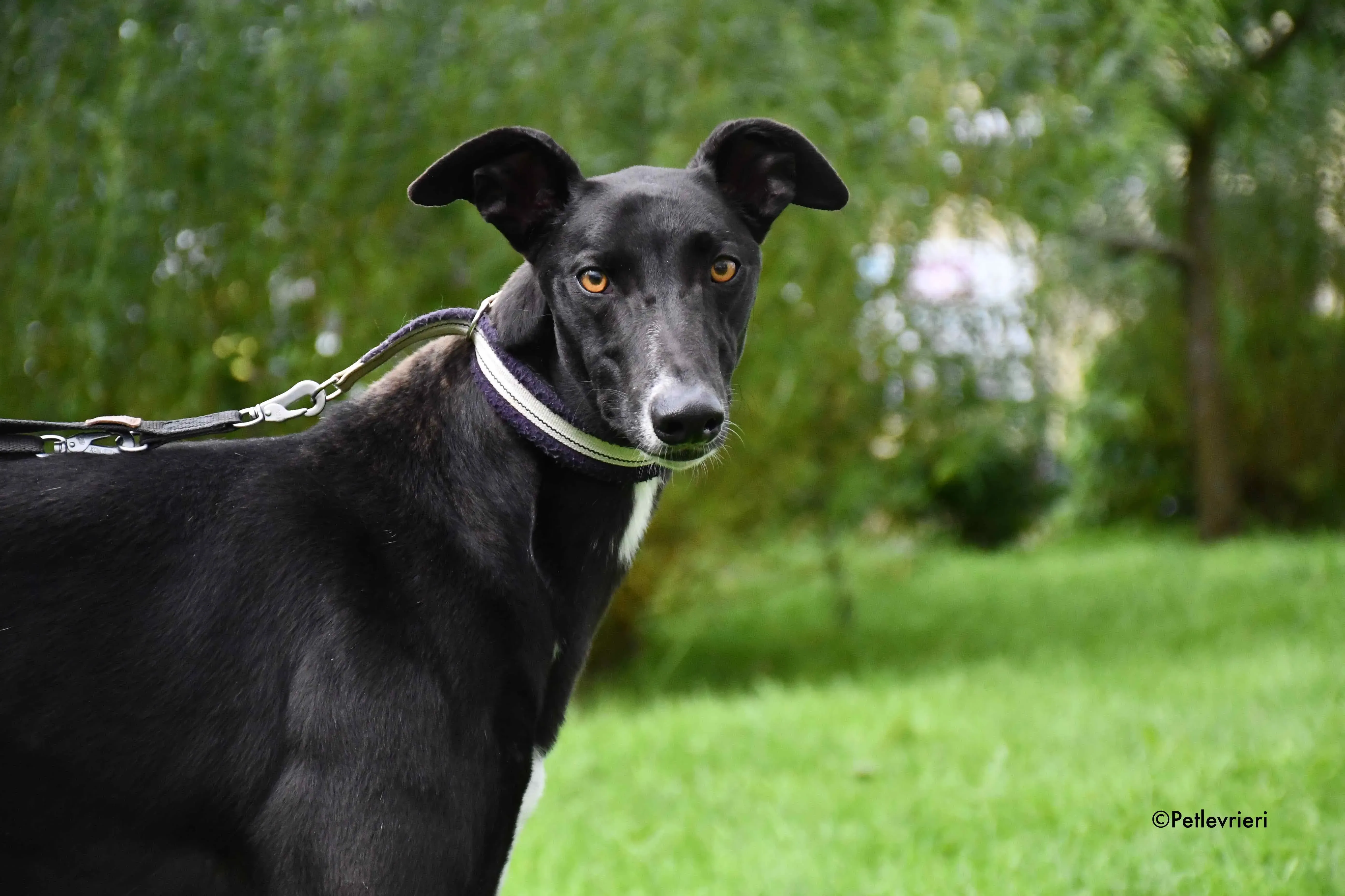 bomber adozione levrieri greyhound 6