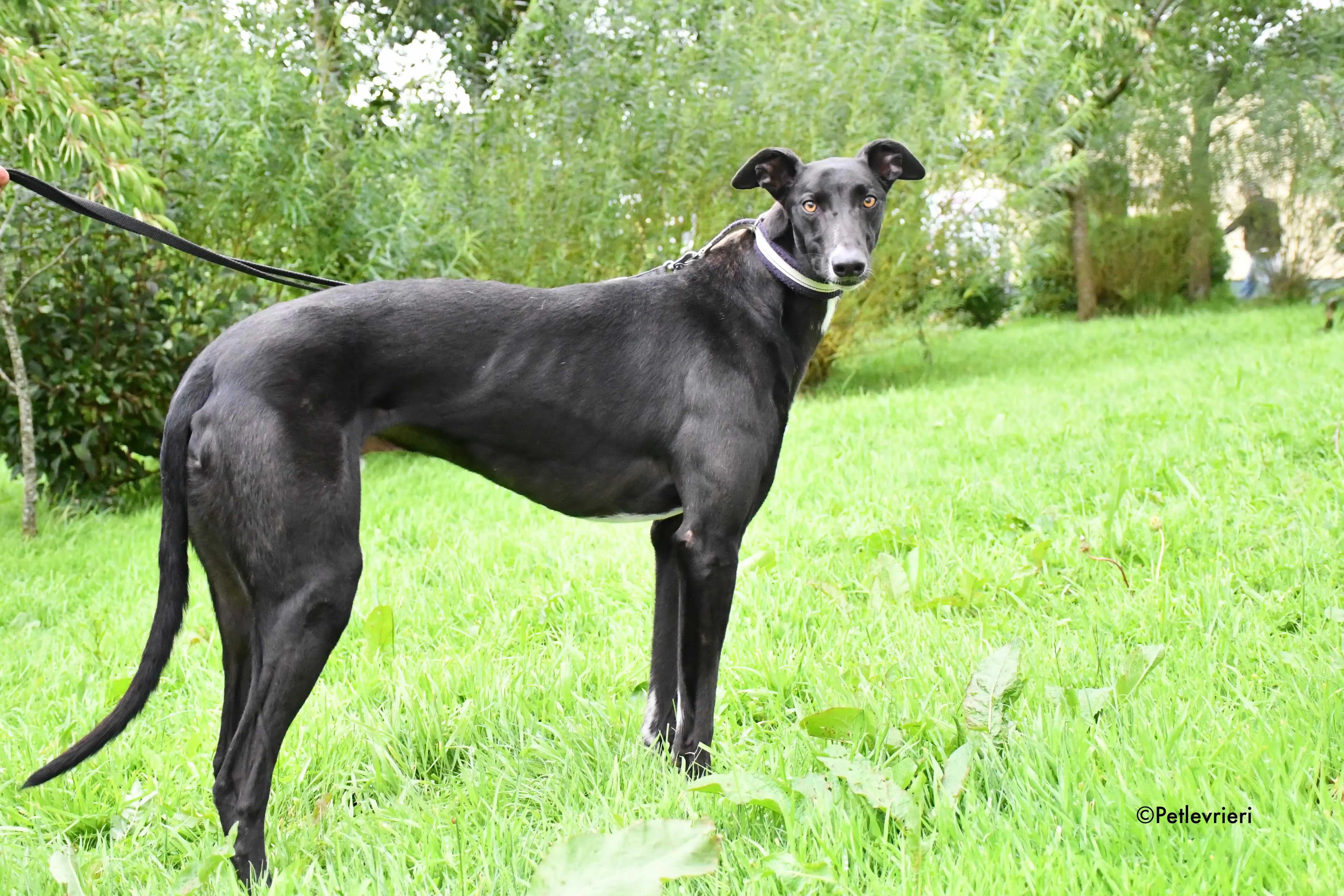 bomber adozione levrieri greyhound 7