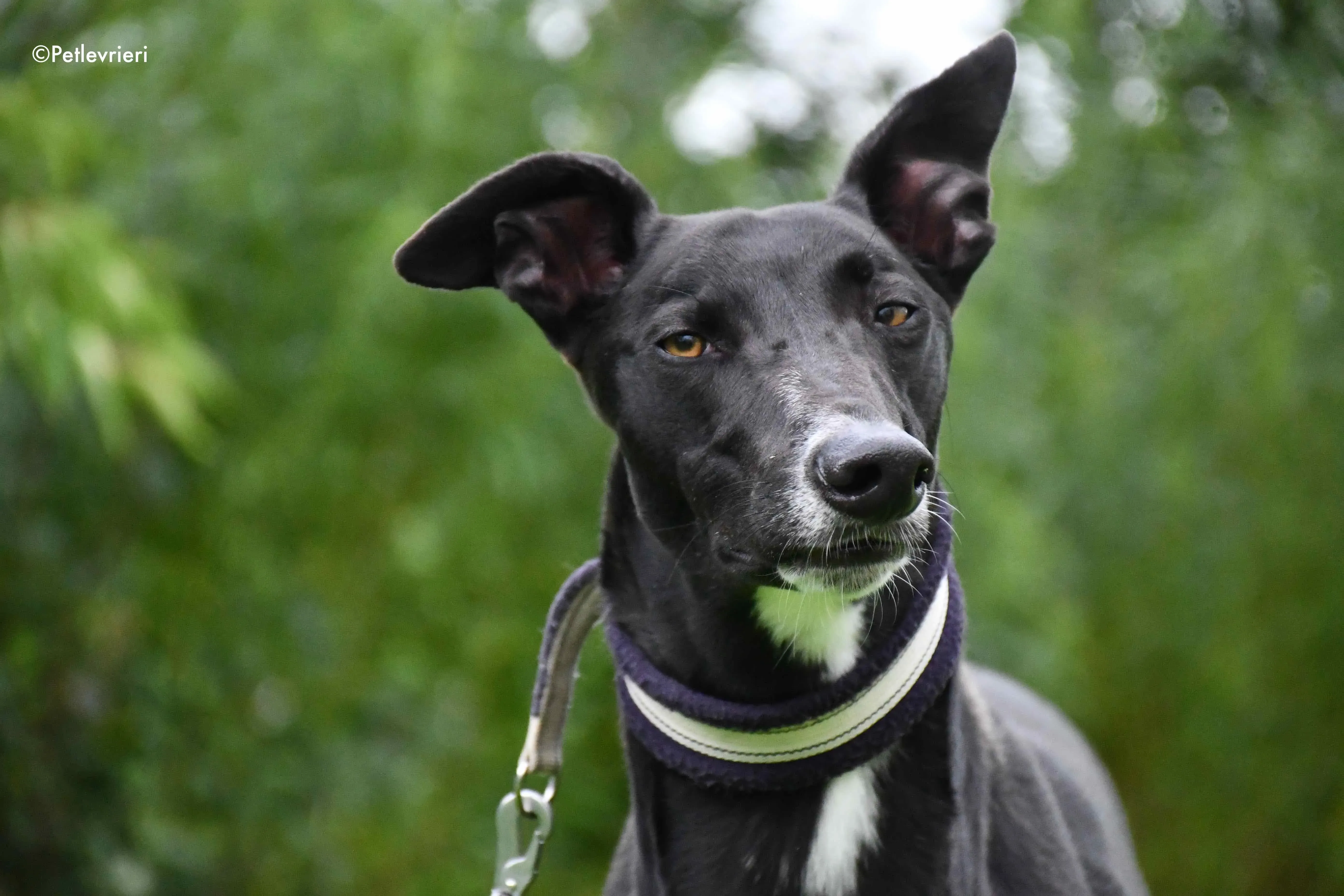 bomber adozione levrieri greyhound 8