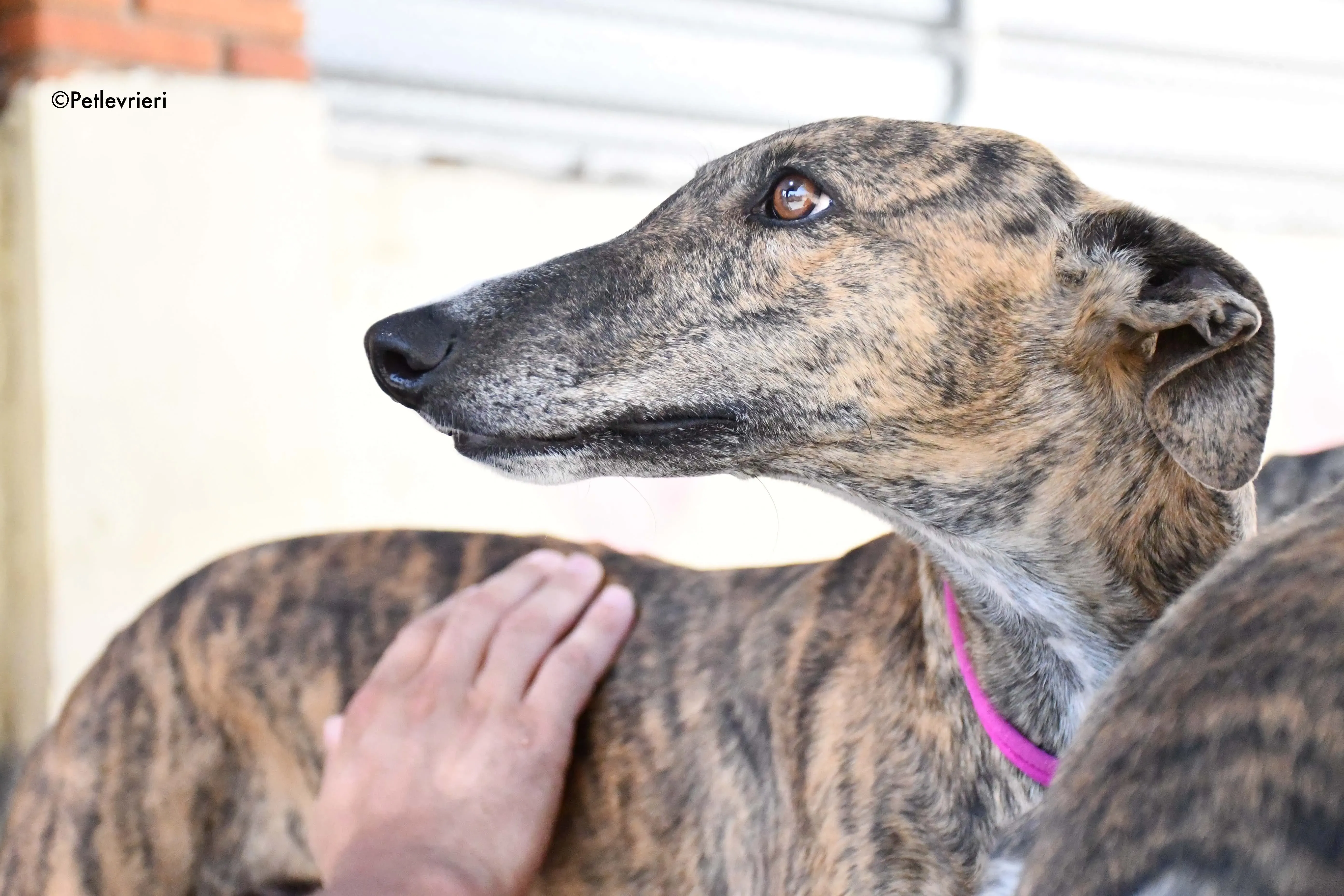 bonita adozione levrieri galgo 1