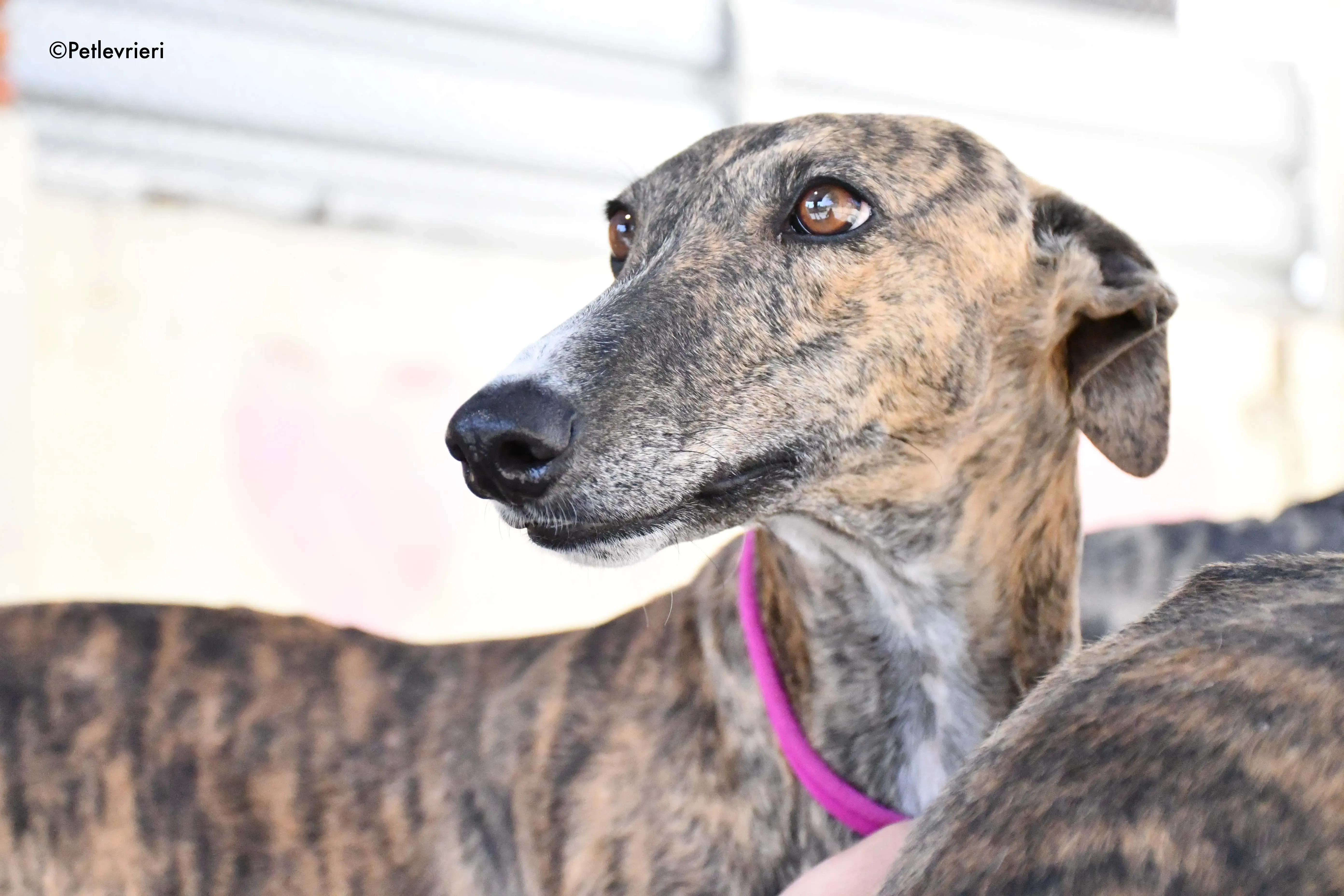 bonita adozione levrieri galgo 2