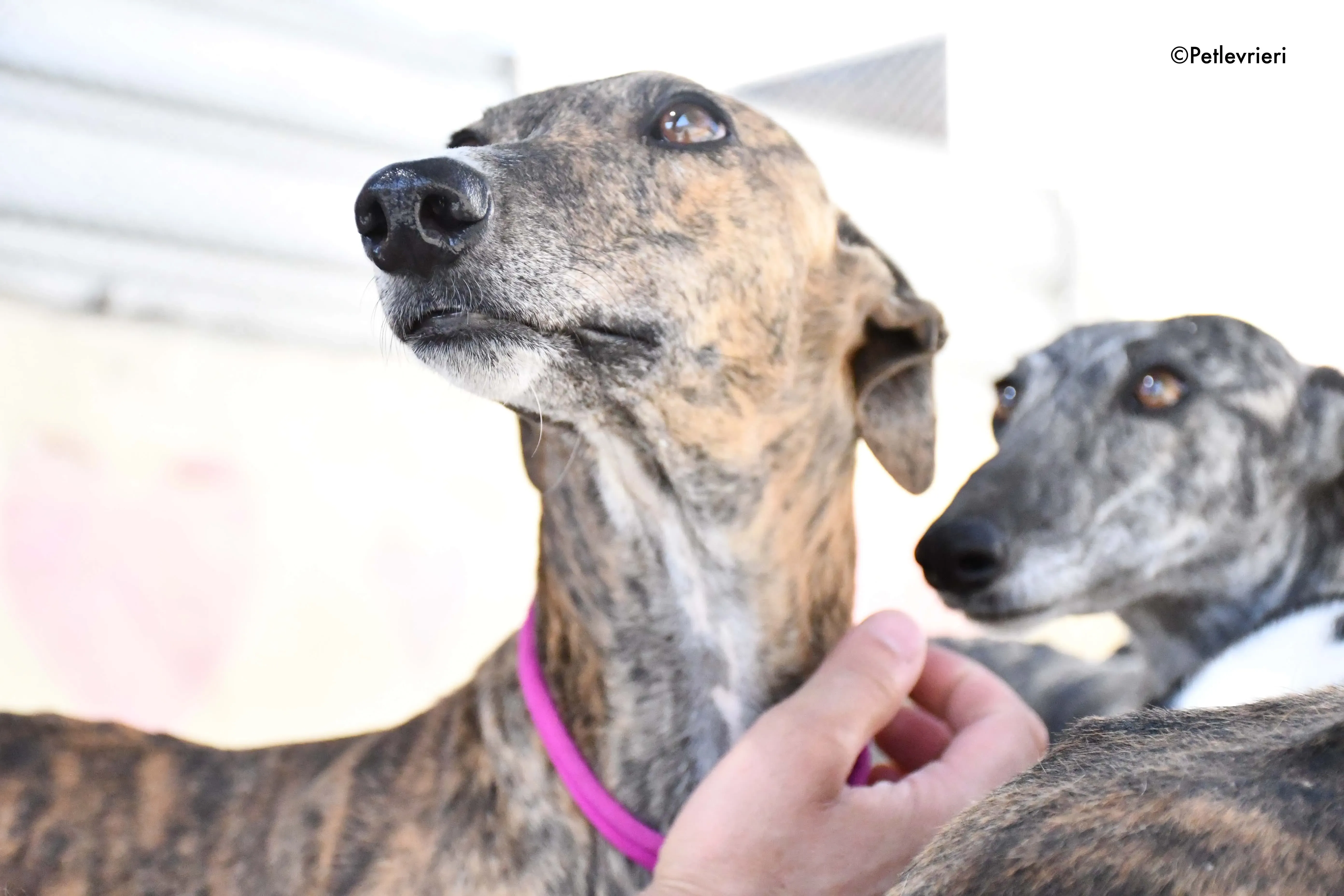 bonita adozione levrieri galgo 3