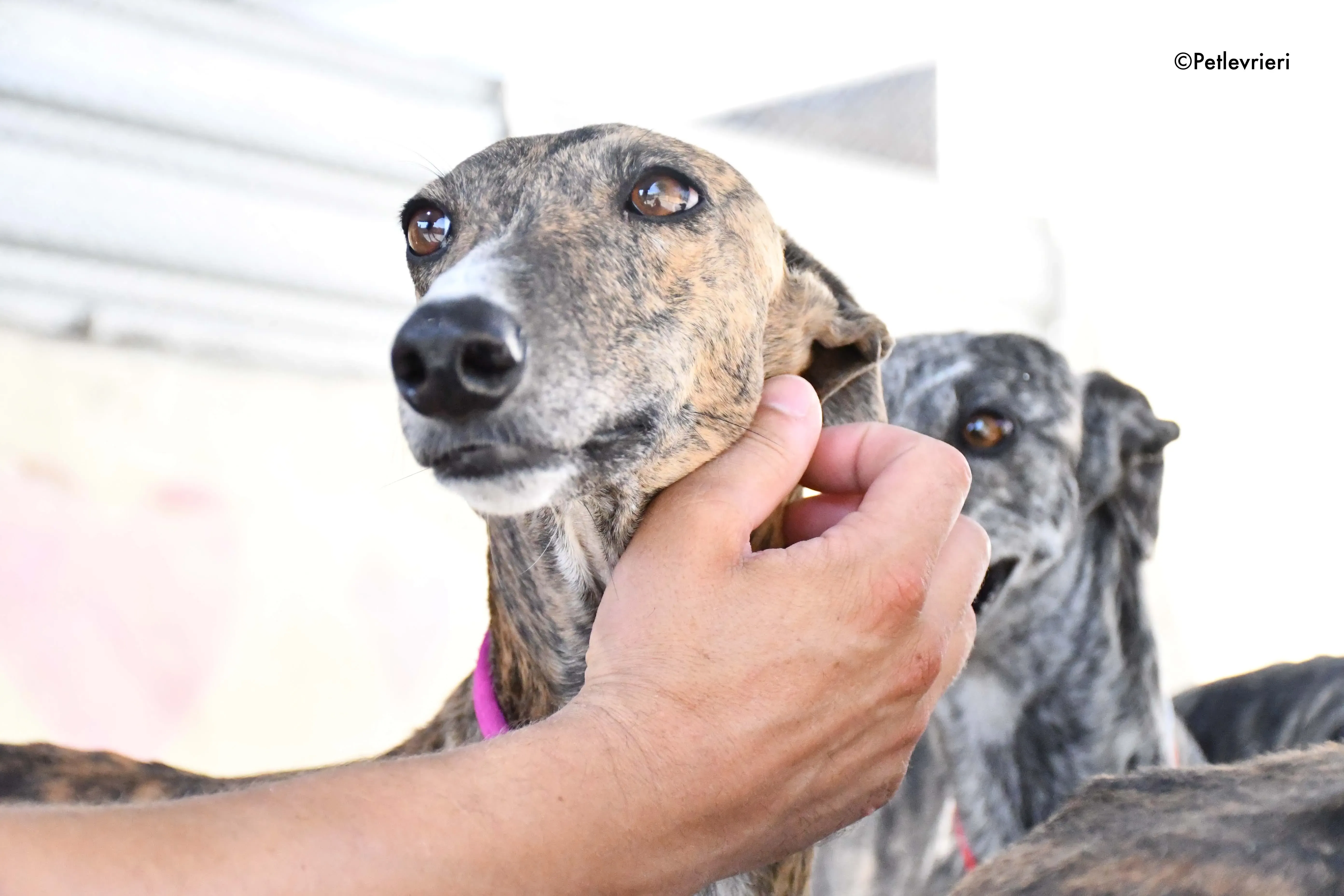 bonita adozione levrieri galgo 4