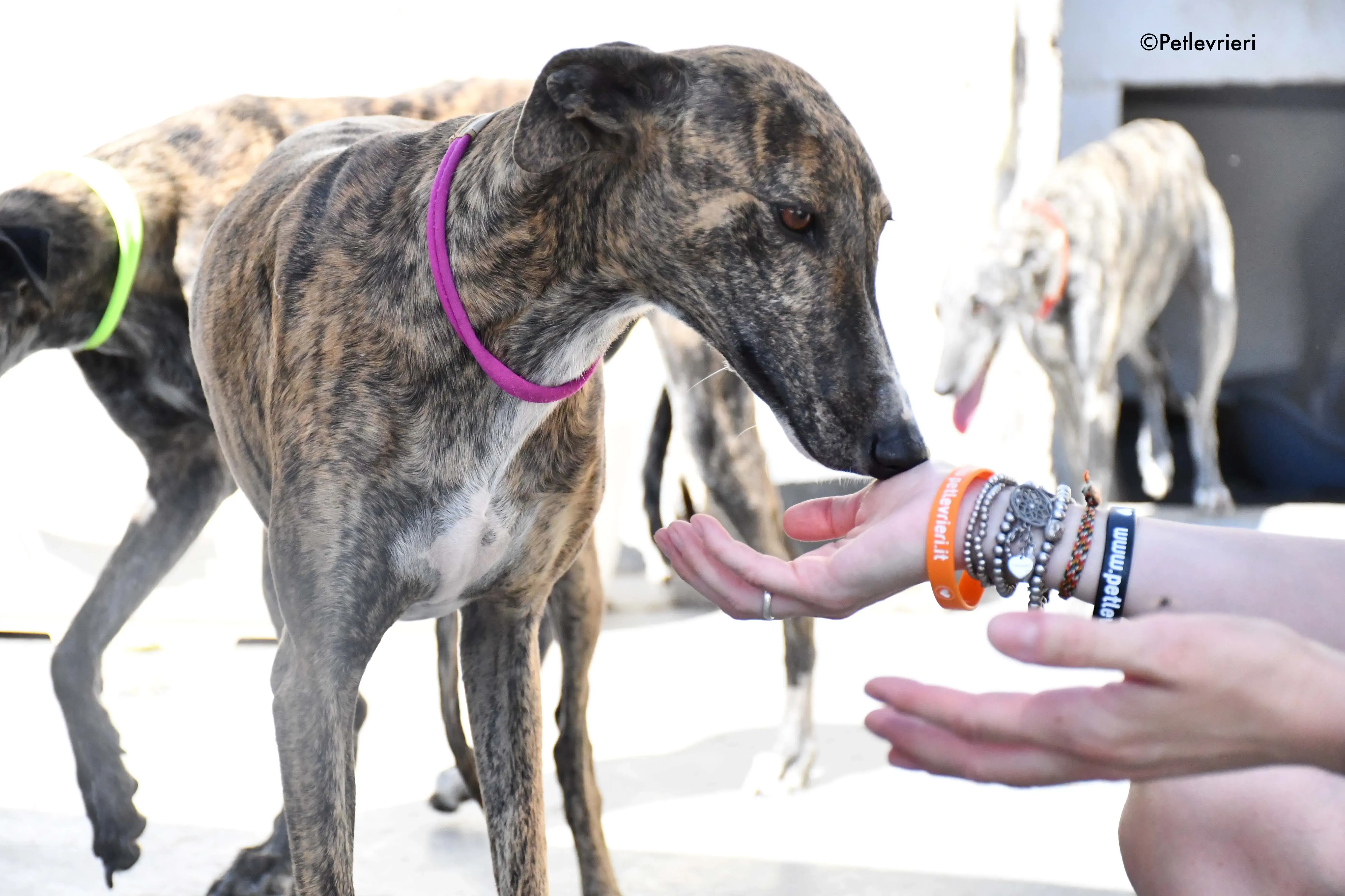 bonita adozione levrieri galgo 5