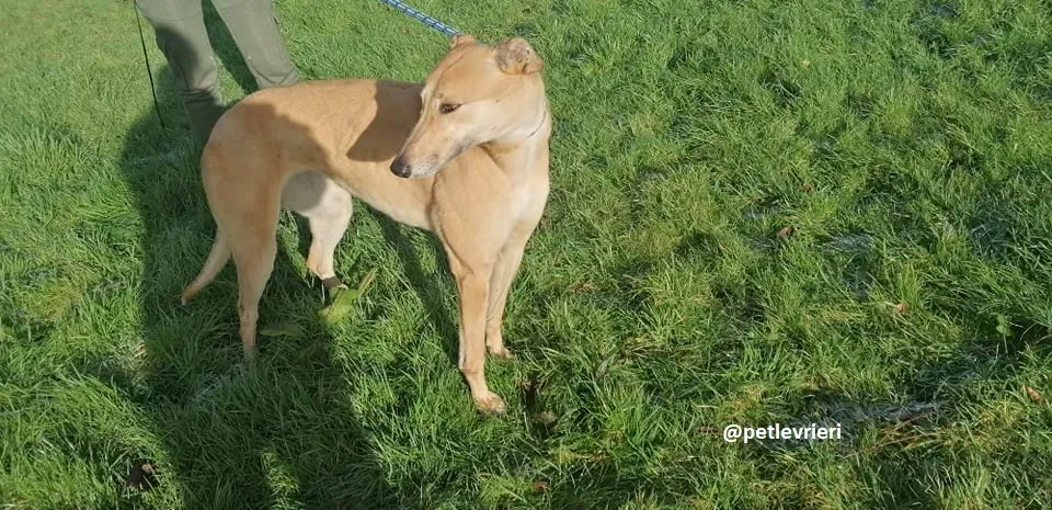 bonnie adozione greyhound 1 1