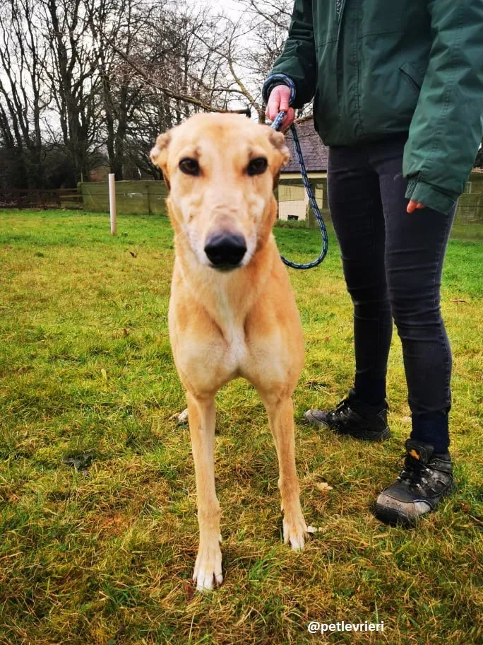 bonnie adozione greyhound 1