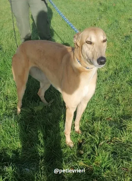 bonnie adozione greyhound 2 1