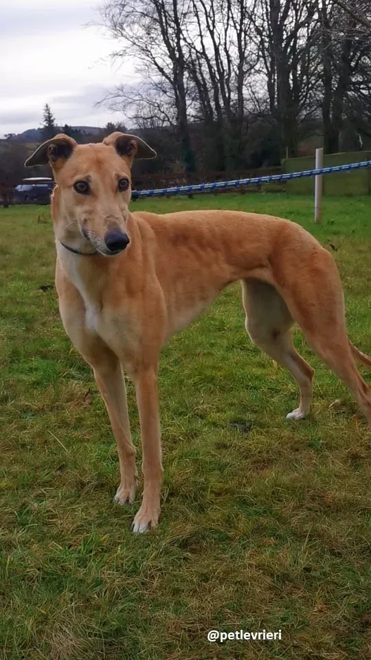 bonnie adozione greyhound 2