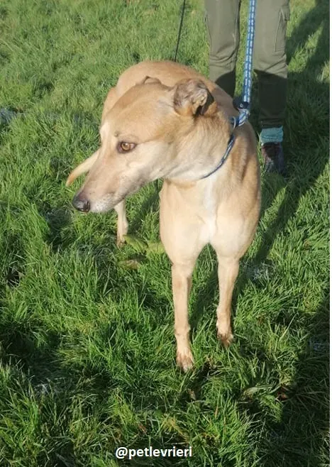 bonnie adozione greyhound 3 1