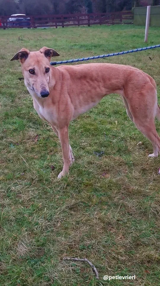 bonnie adozione greyhound 4
