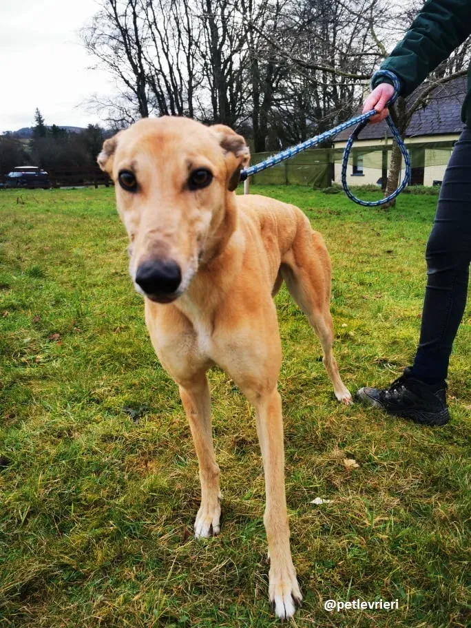 bonnie adozione greyhound 5