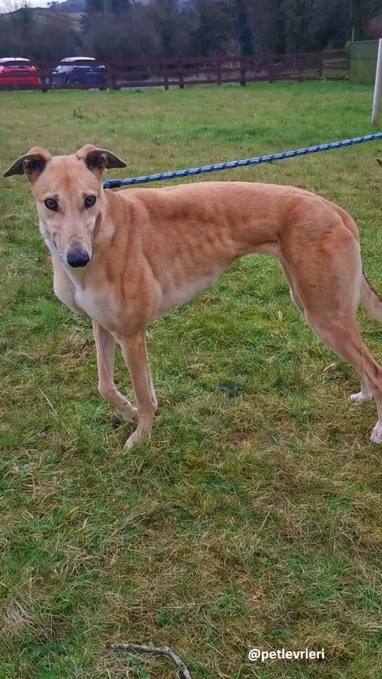 bonnie adozione greyhound 6