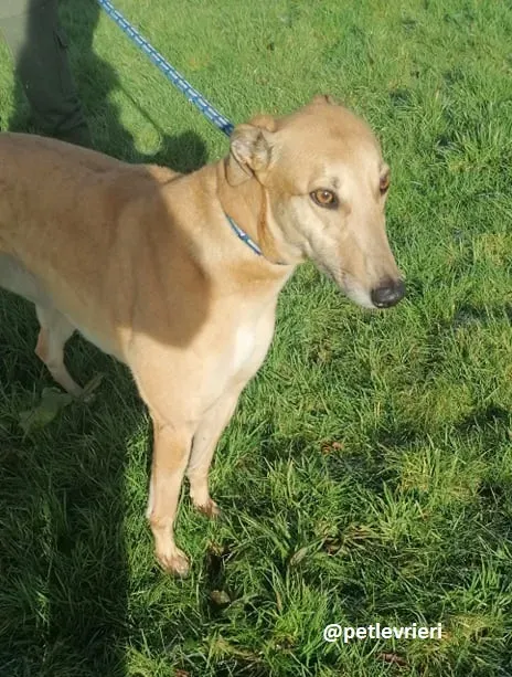 bonnie adozione greyhound 7