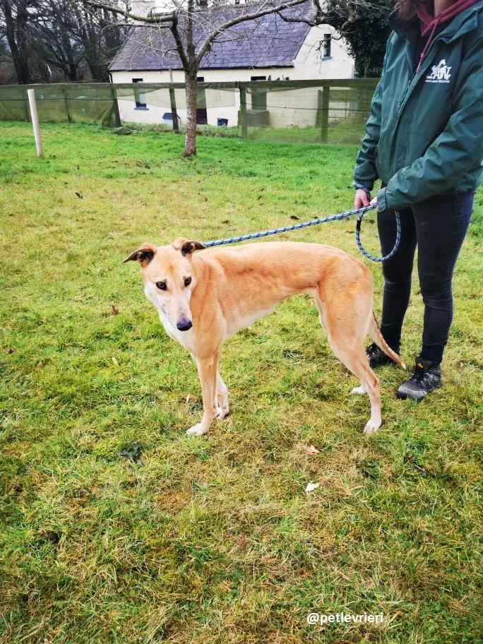 bonnie adozione greyhound