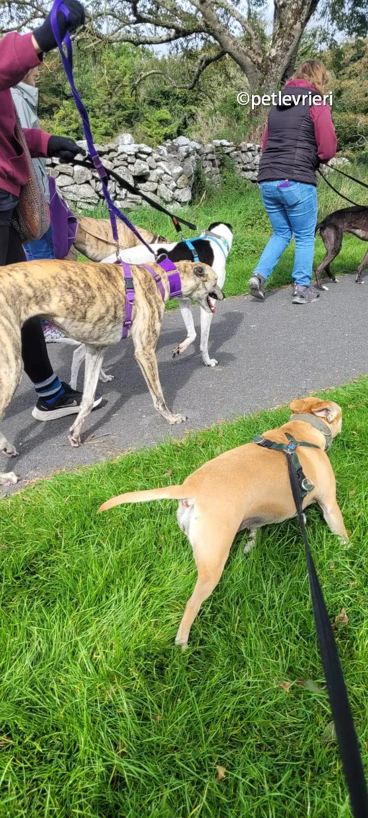 bonsai greyhound adozione pet levrieri 01