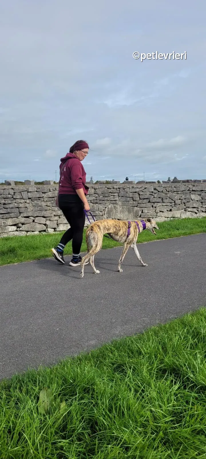 bonsai greyhound adozione pet levrieri 02