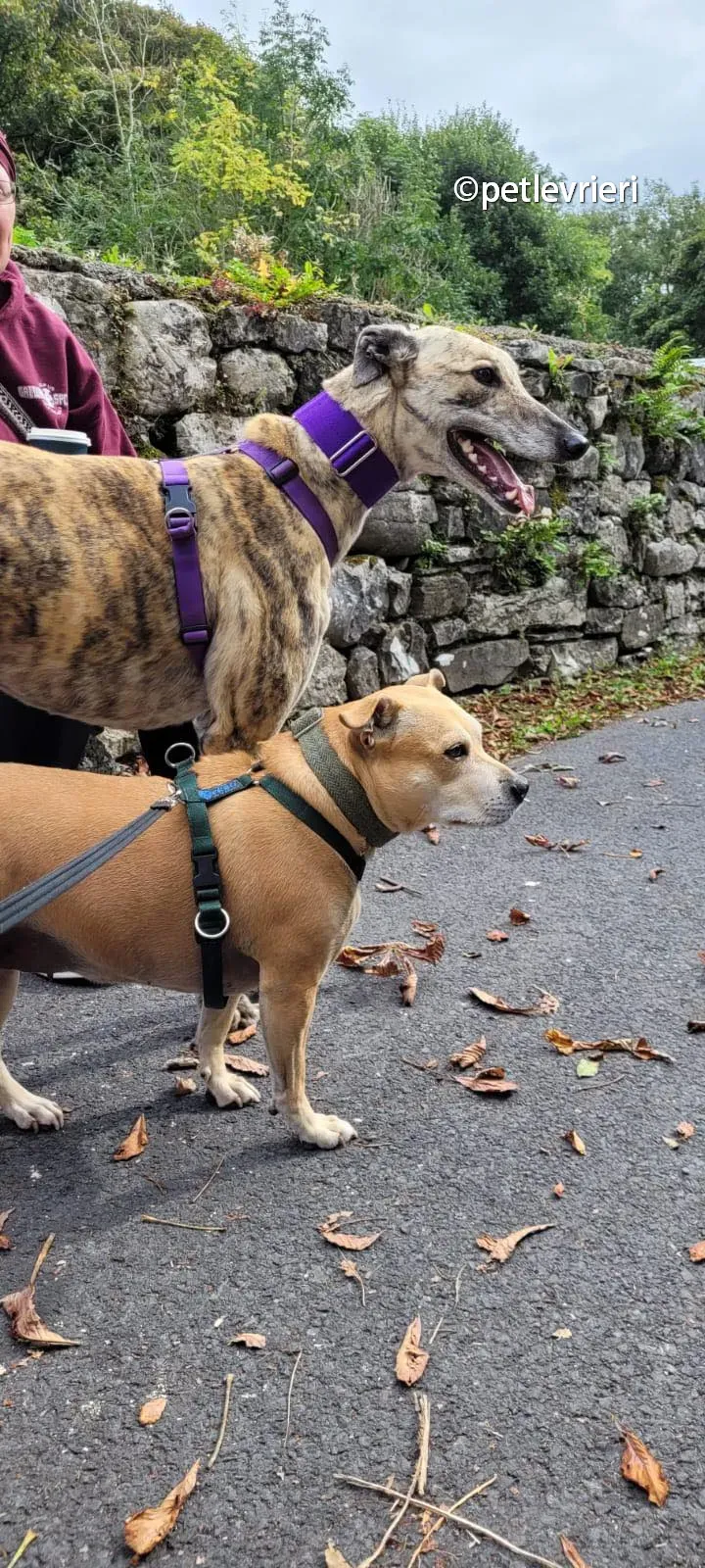 bonsai greyhound adozione pet levrieri 03