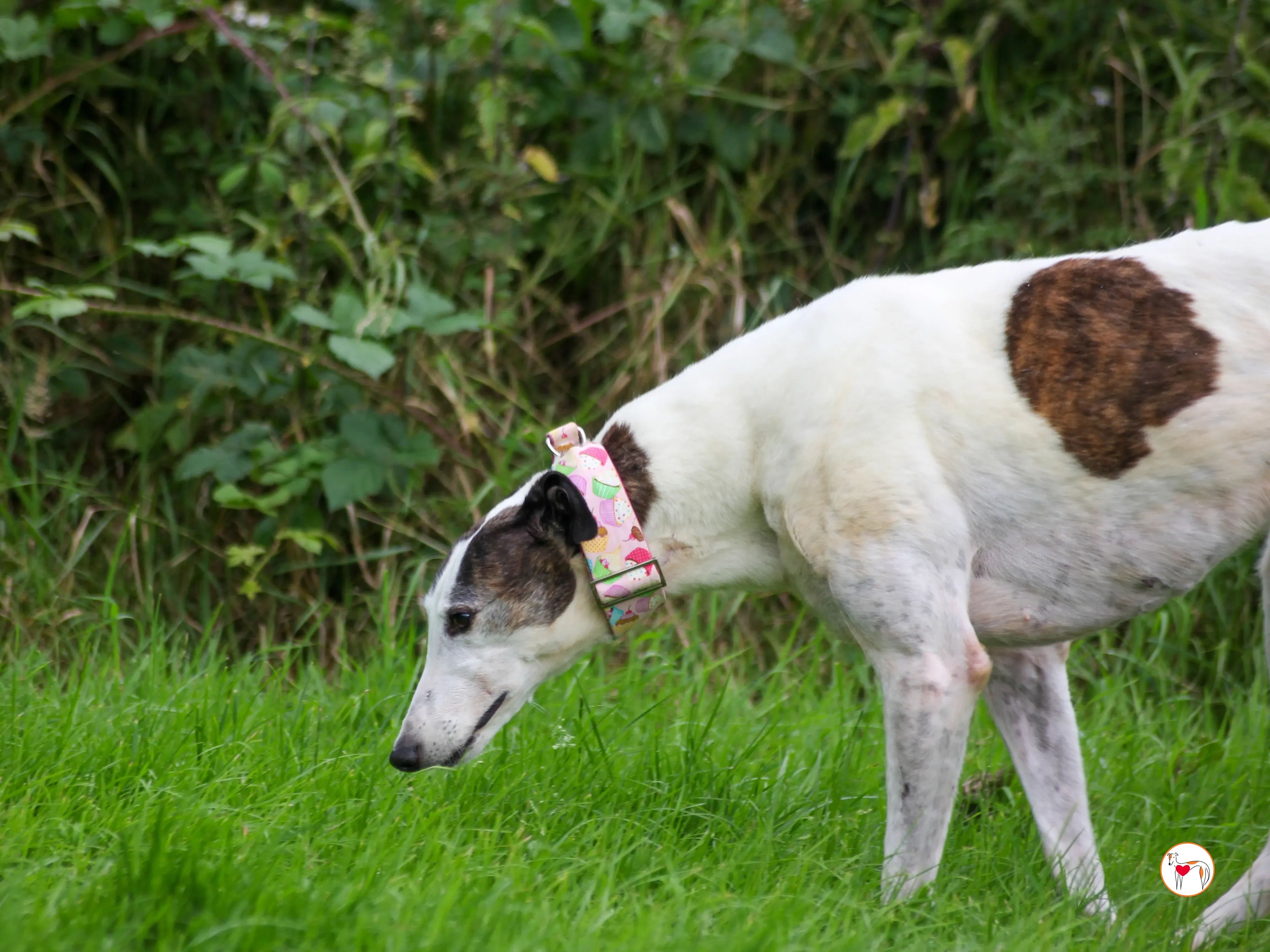 boogee grey adozione 01