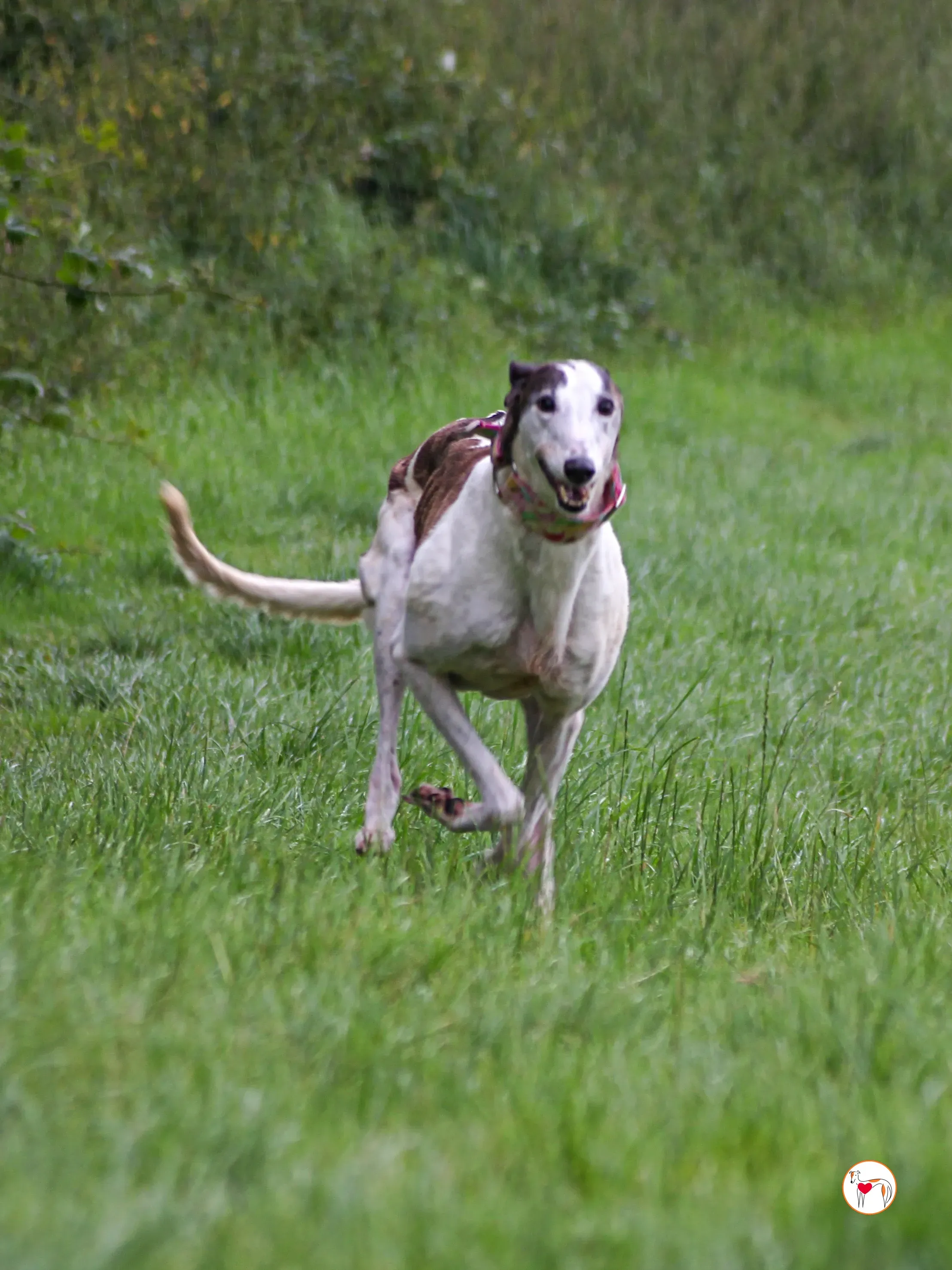 boogee grey adozione 02