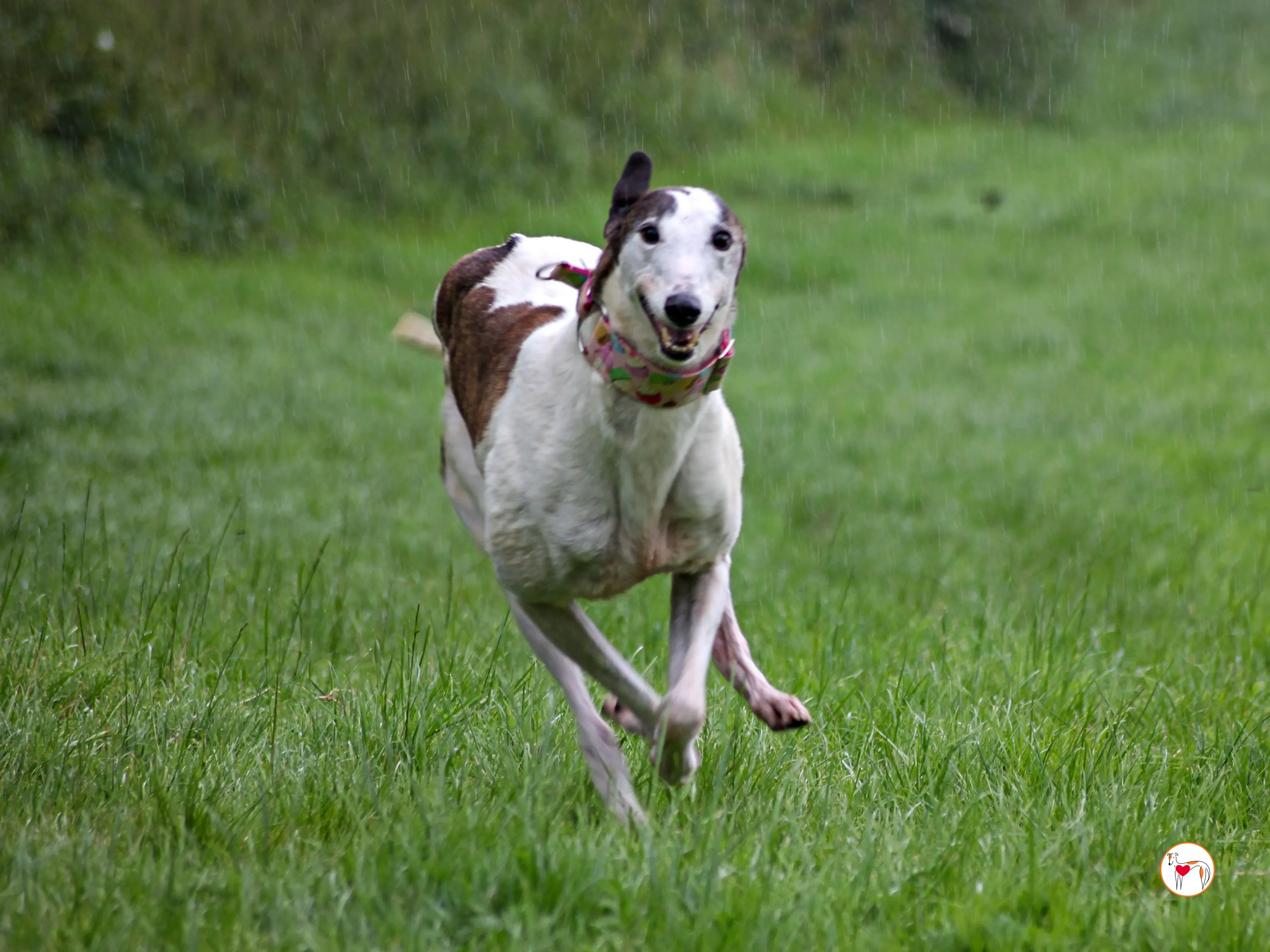 boogee grey adozione 03