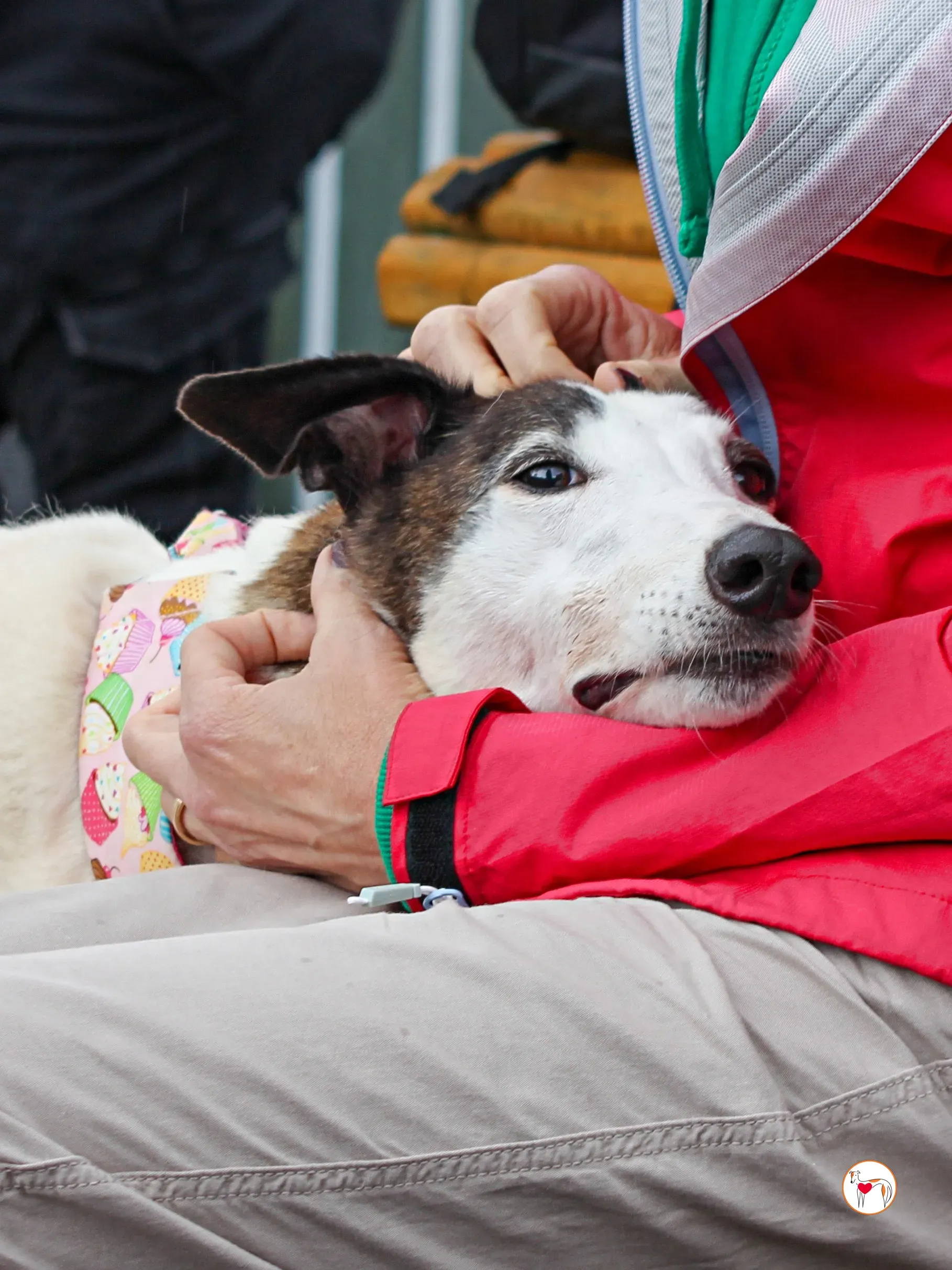 boogee grey adozione 04