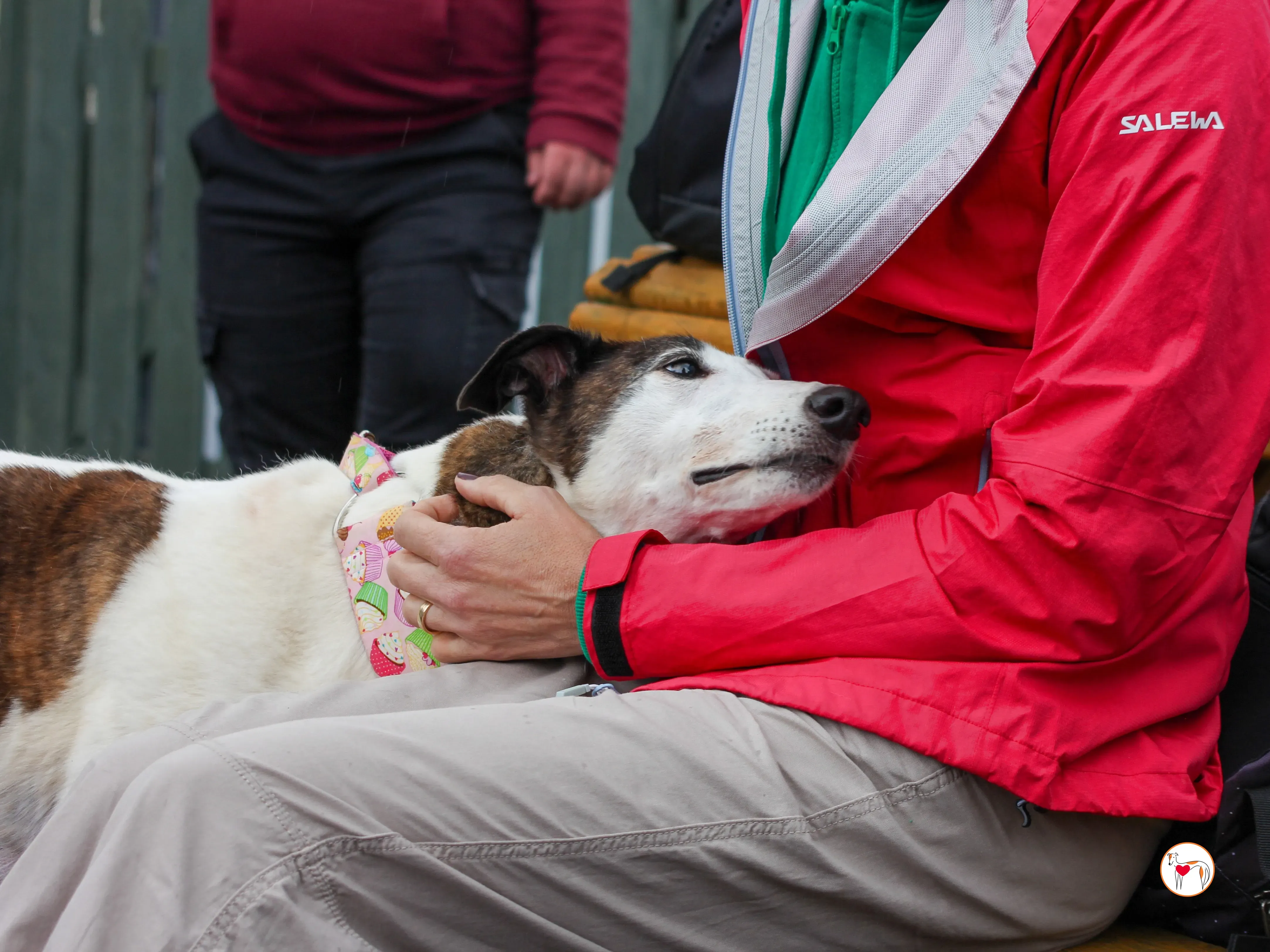 boogee grey adozione 05