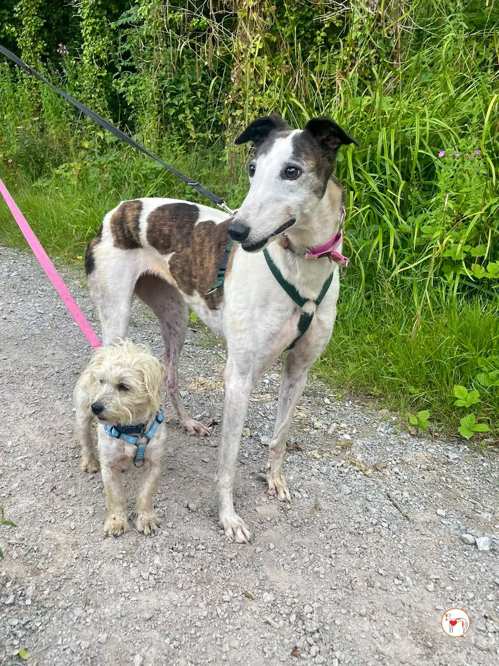 boogee grey adozione 06