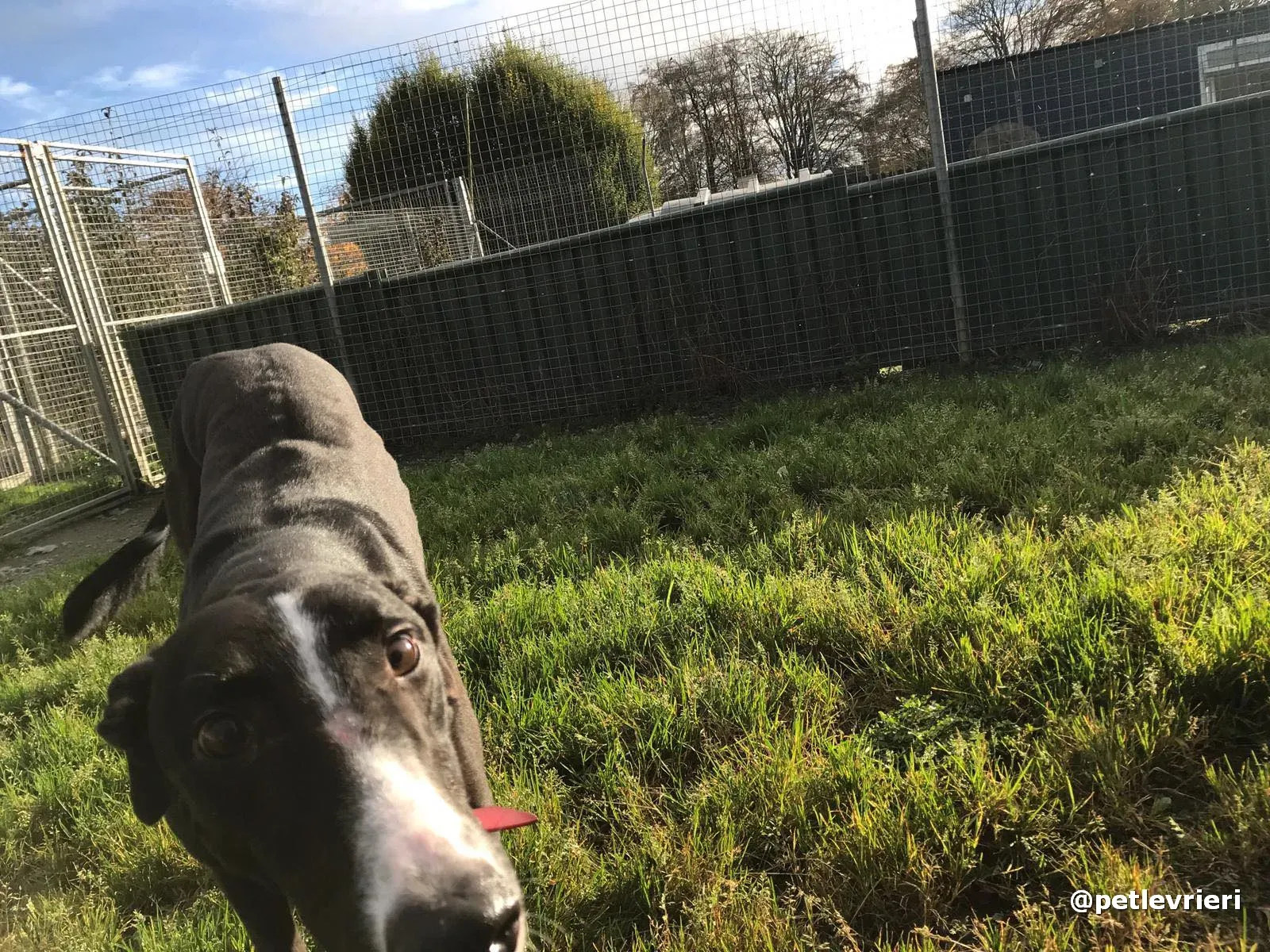 boots adopt greyhound pet levrieri 1