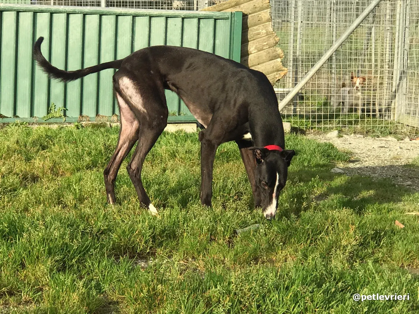 boots adopt greyhound pet levrieri 2