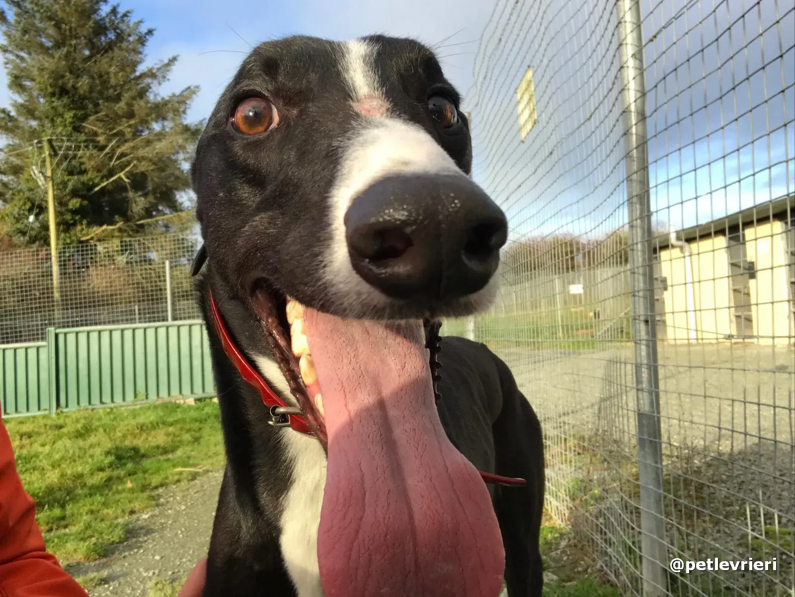 boots adopt greyhound pet levrieri 3
