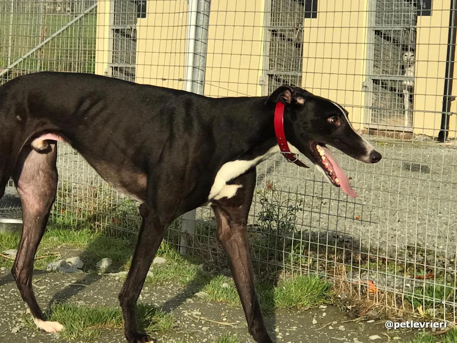 boots adopt greyhound pet levrieri 4