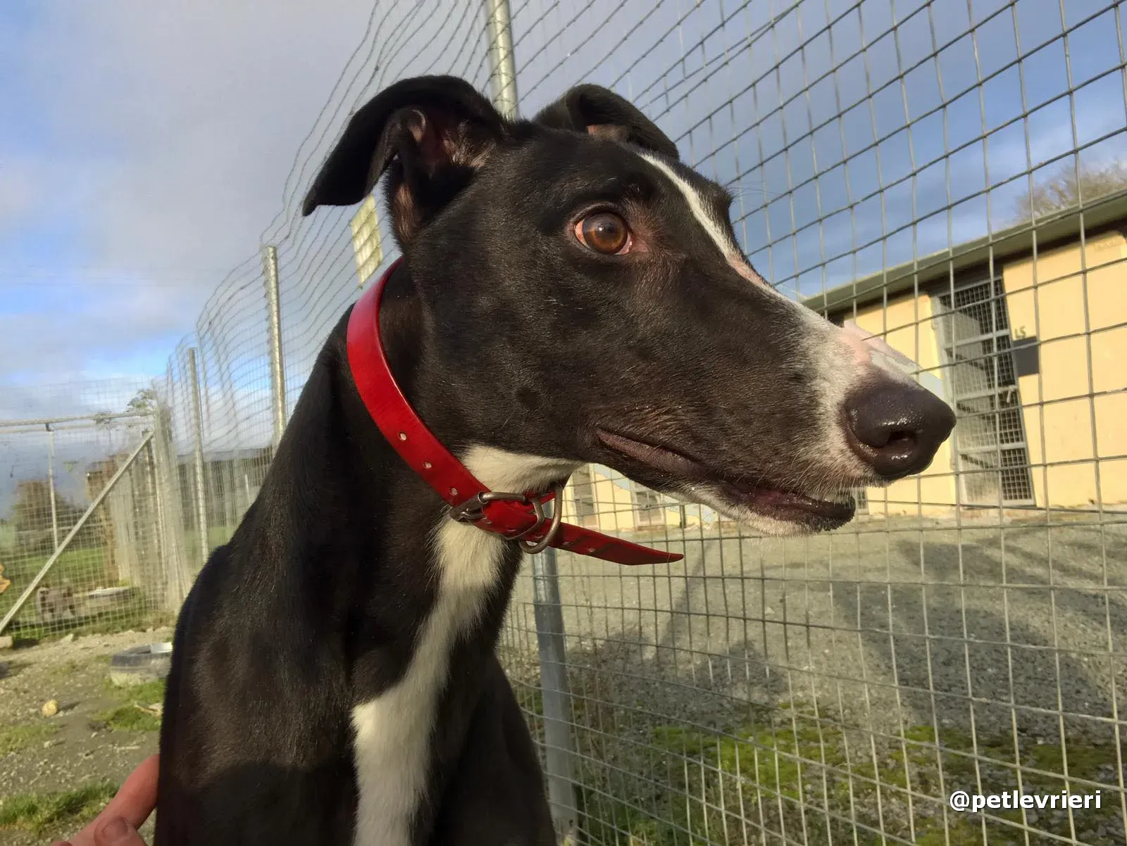 boots adopt greyhound pet levrieri 5