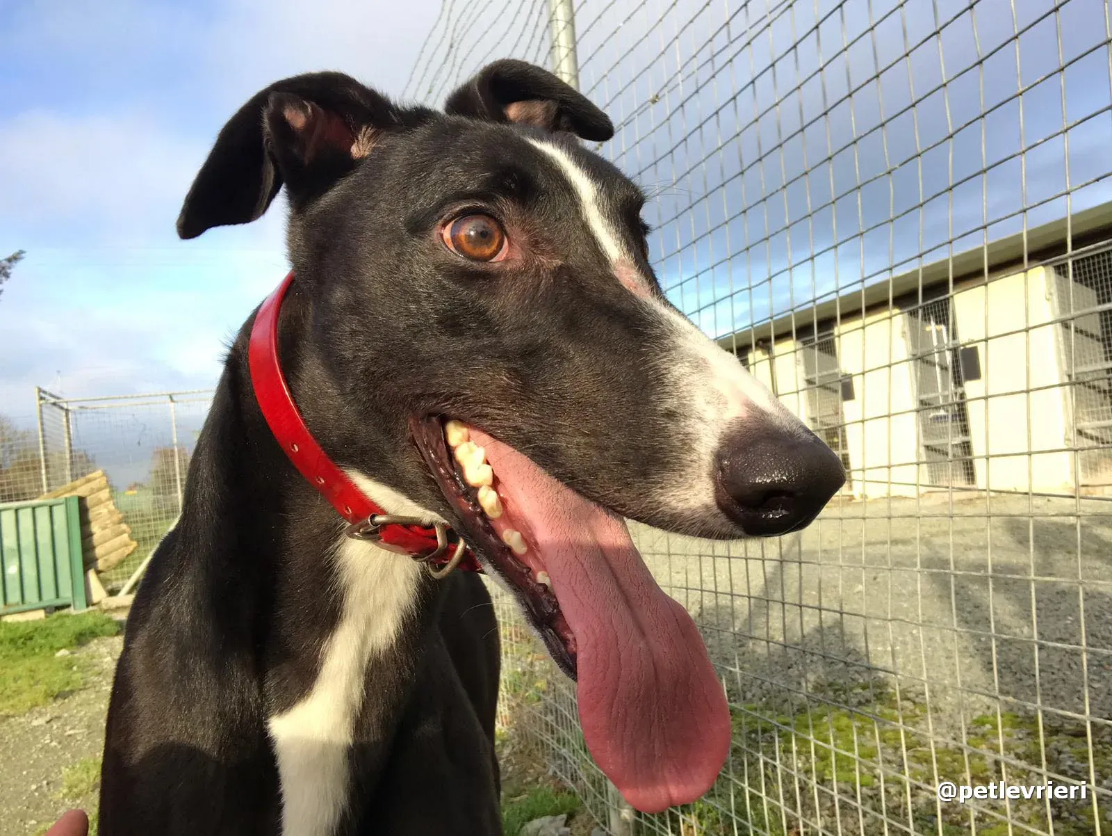 boots adopt greyhound pet levrieri 6