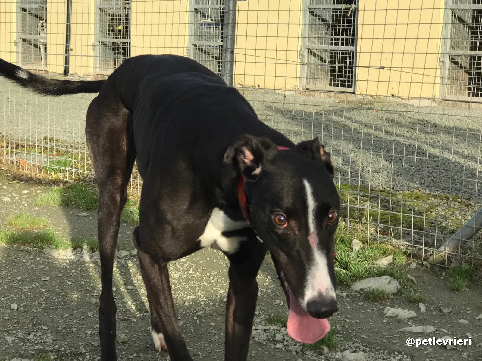boots adopt greyhound pet levrieri 7