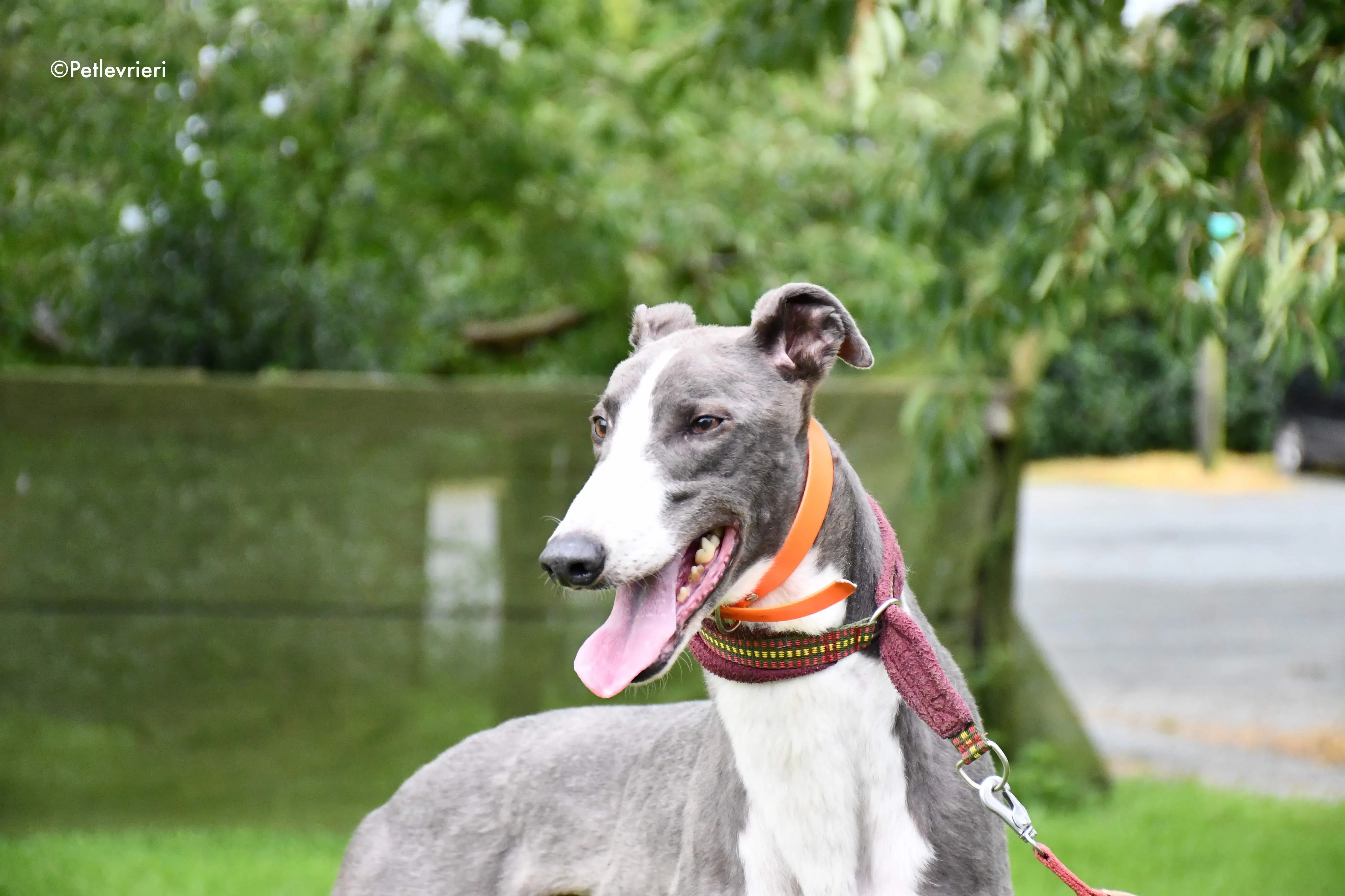 boots adozione levrieri grehyound 1